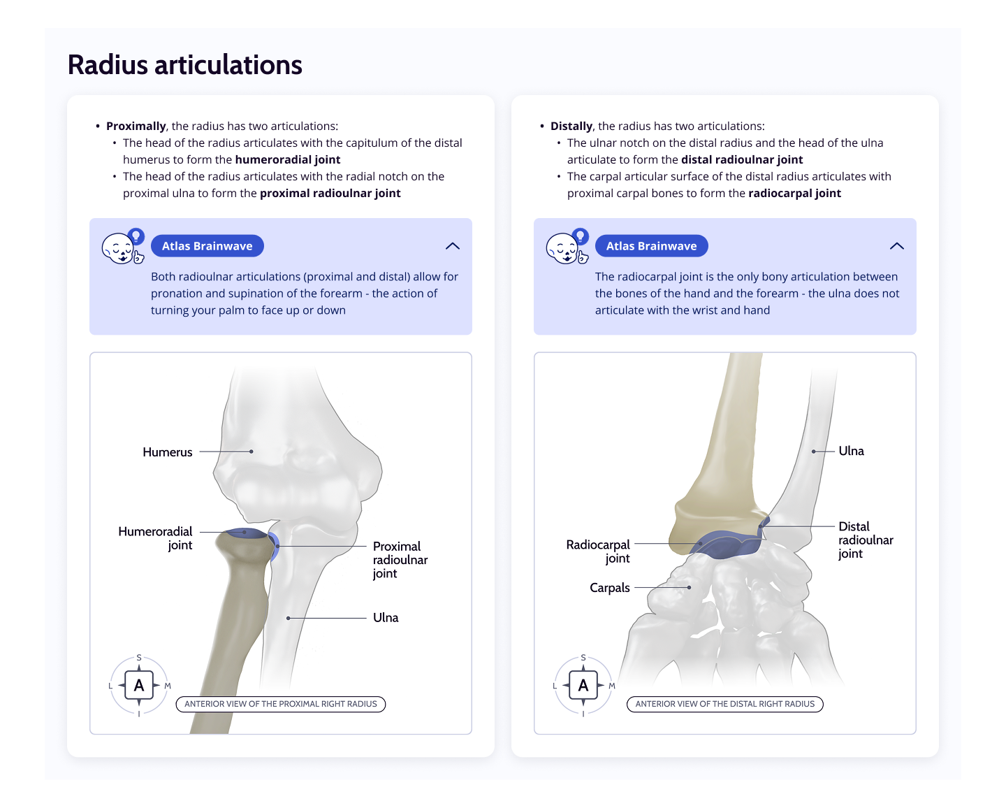 Radius Articulations