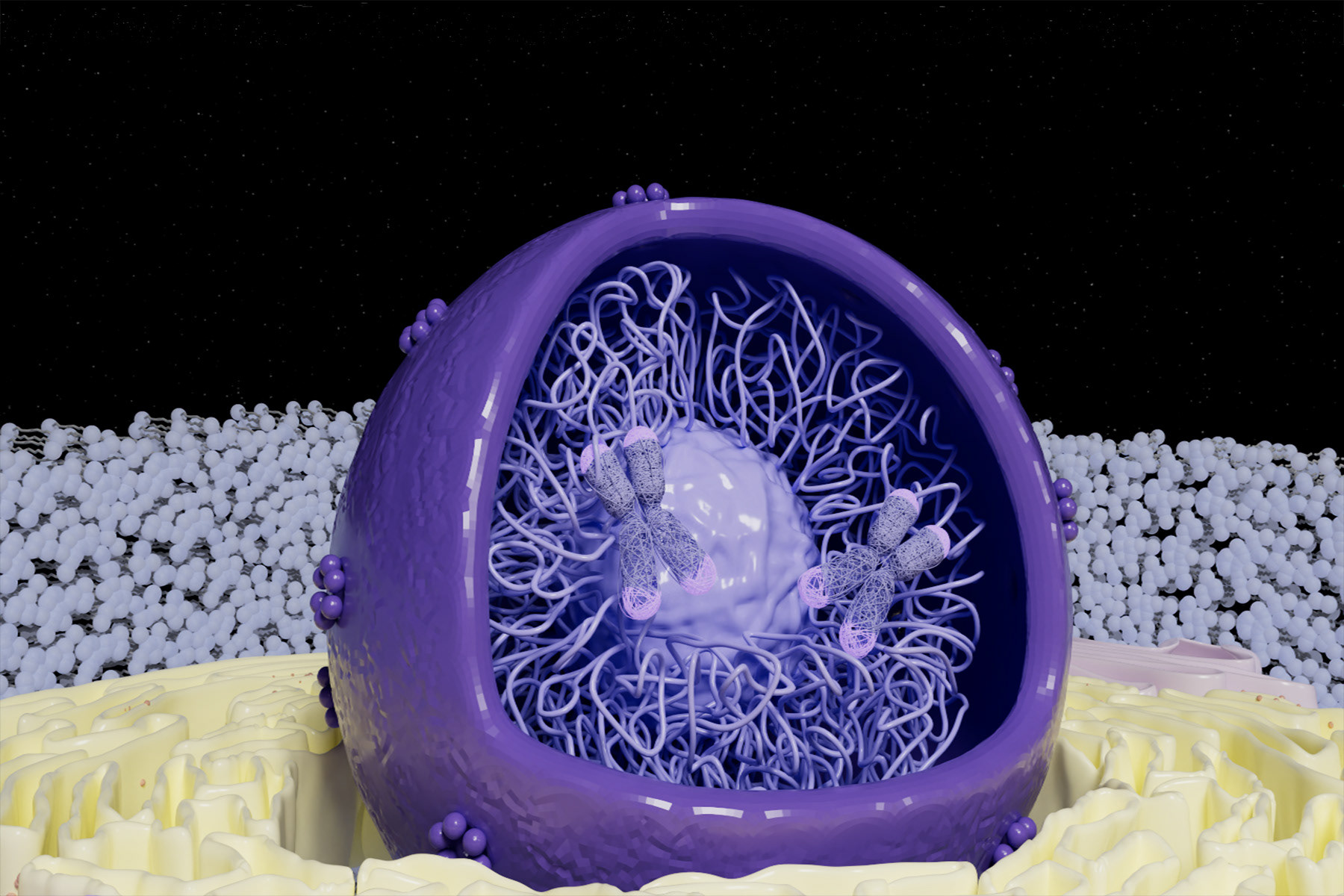 Nucleus
