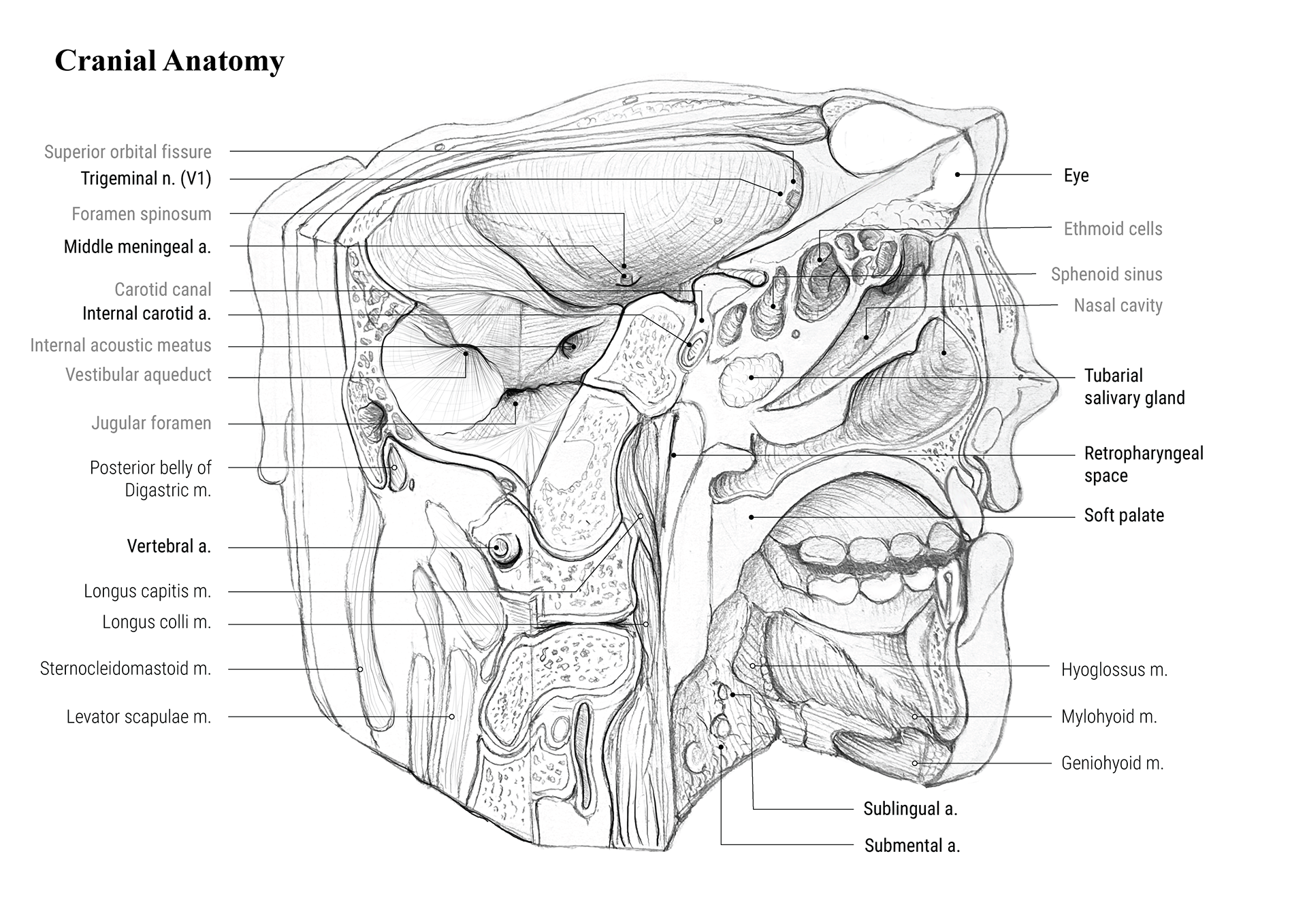 Cranial Anatomy