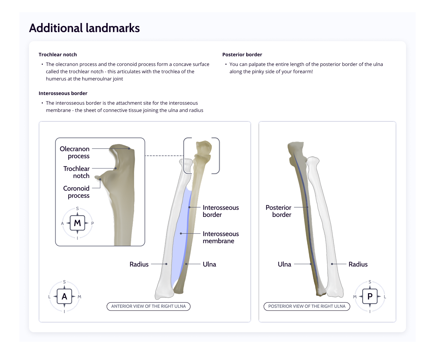 Ulna Landmarks