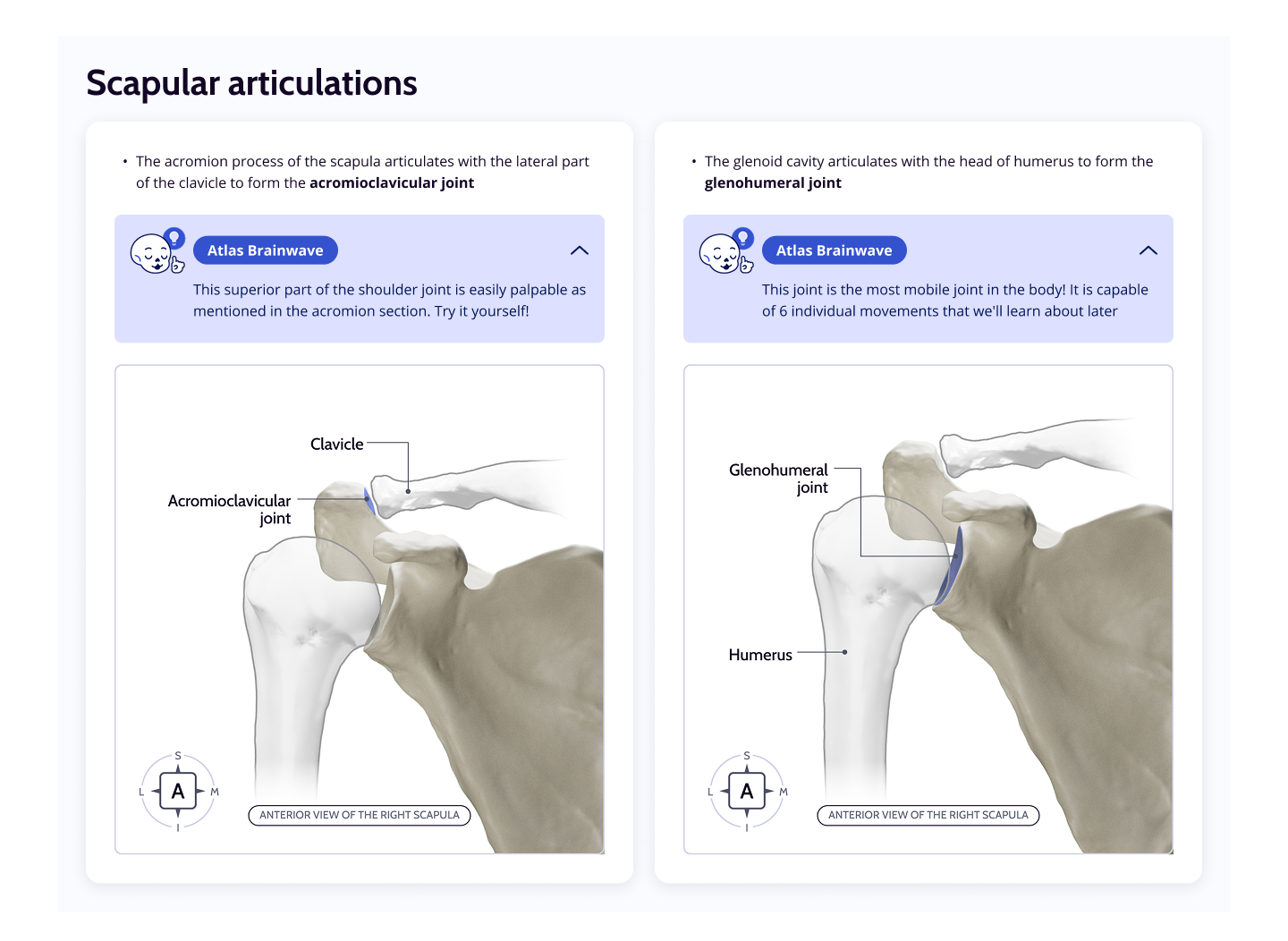 Scapular Articulations