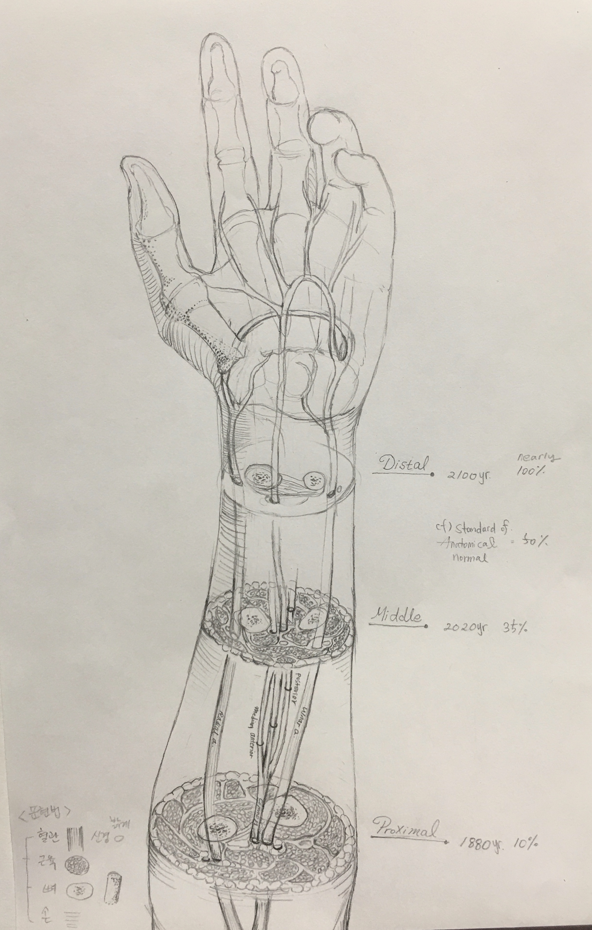 Median Artery_Sketch2