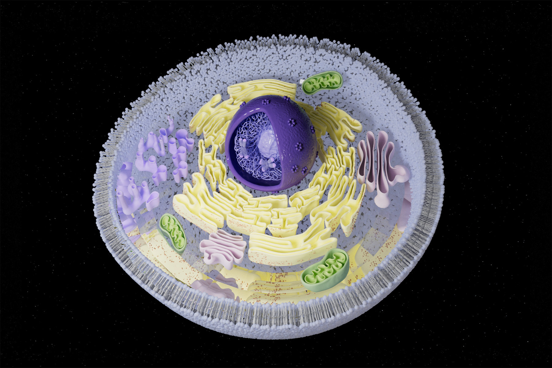 Younger cell