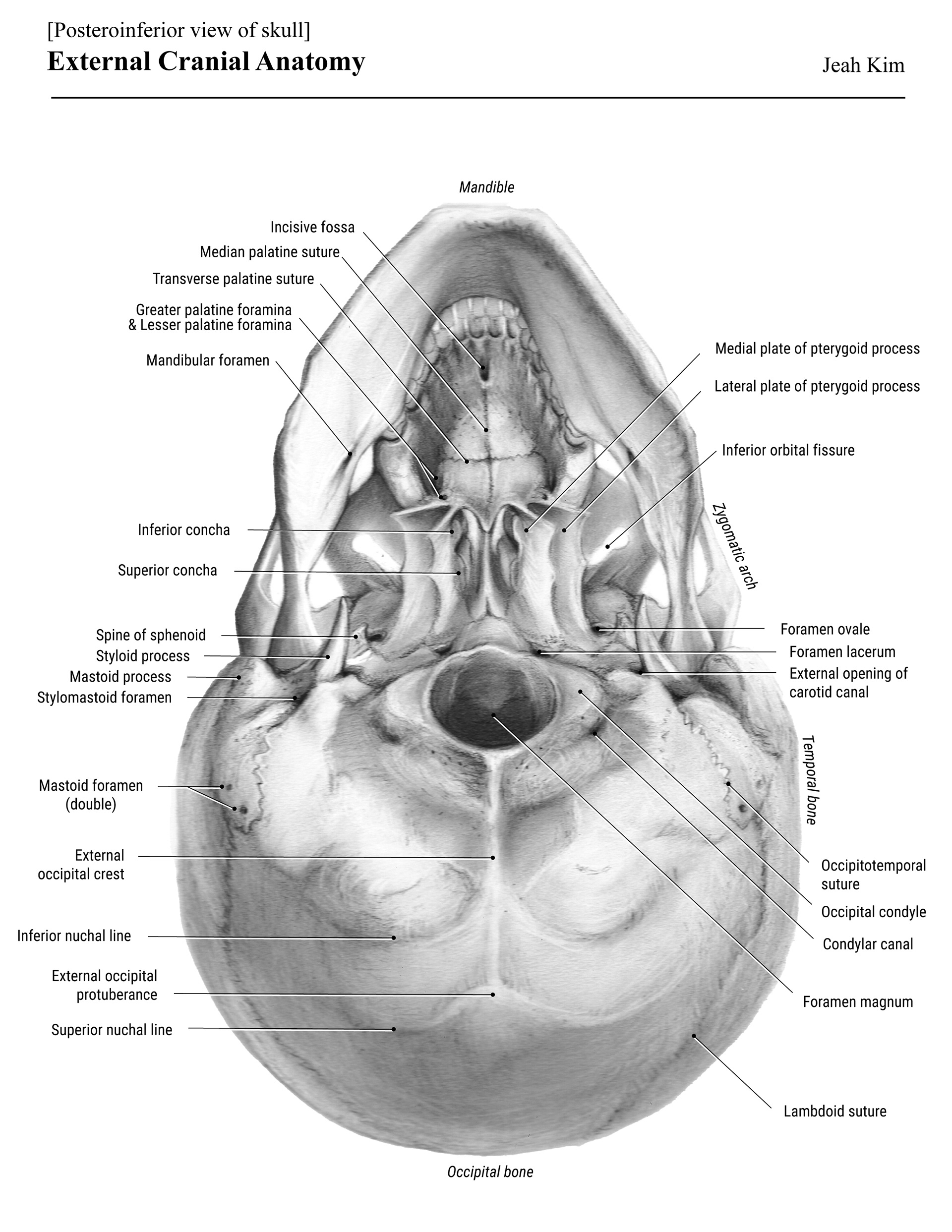 External Cranial Anatomy