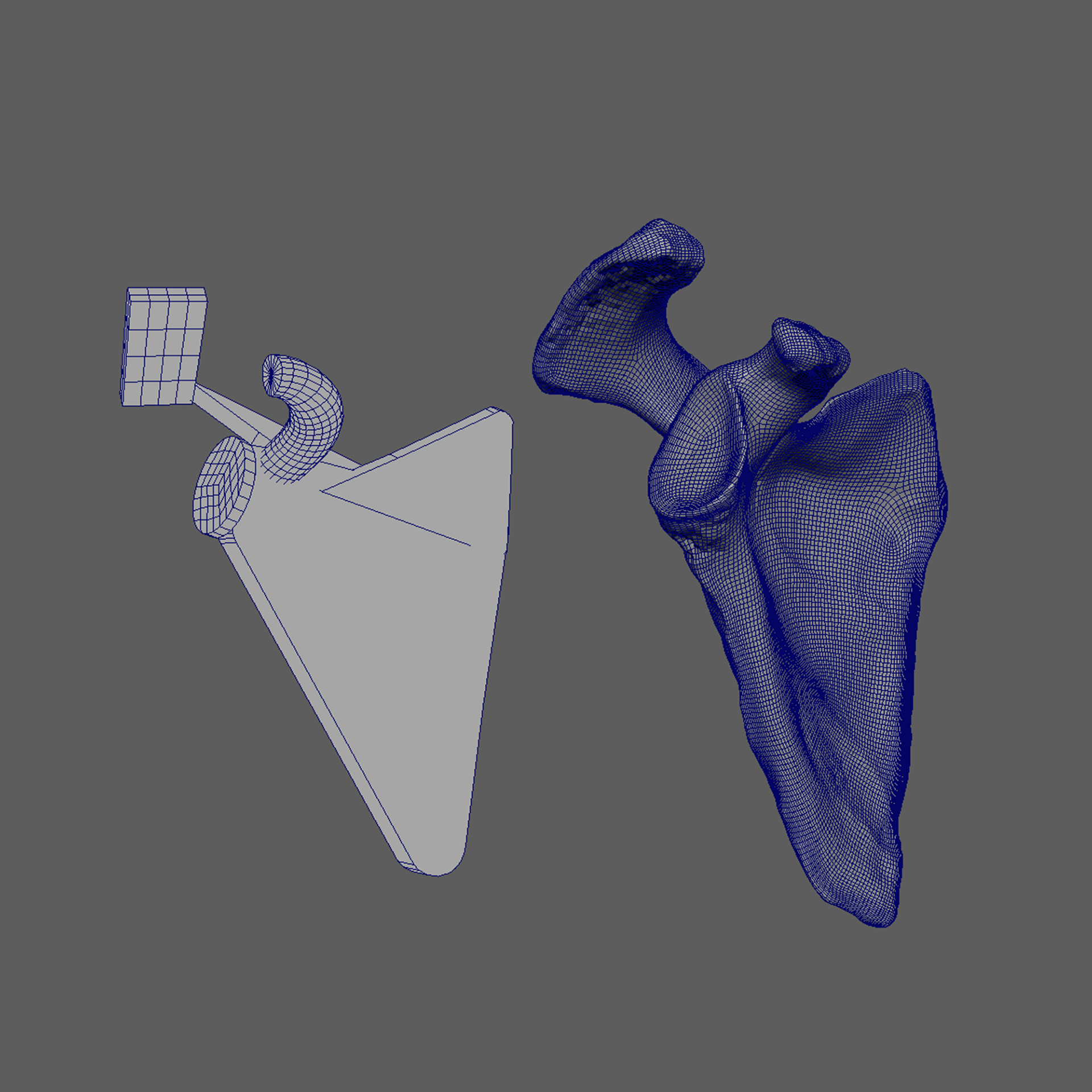 Scapula