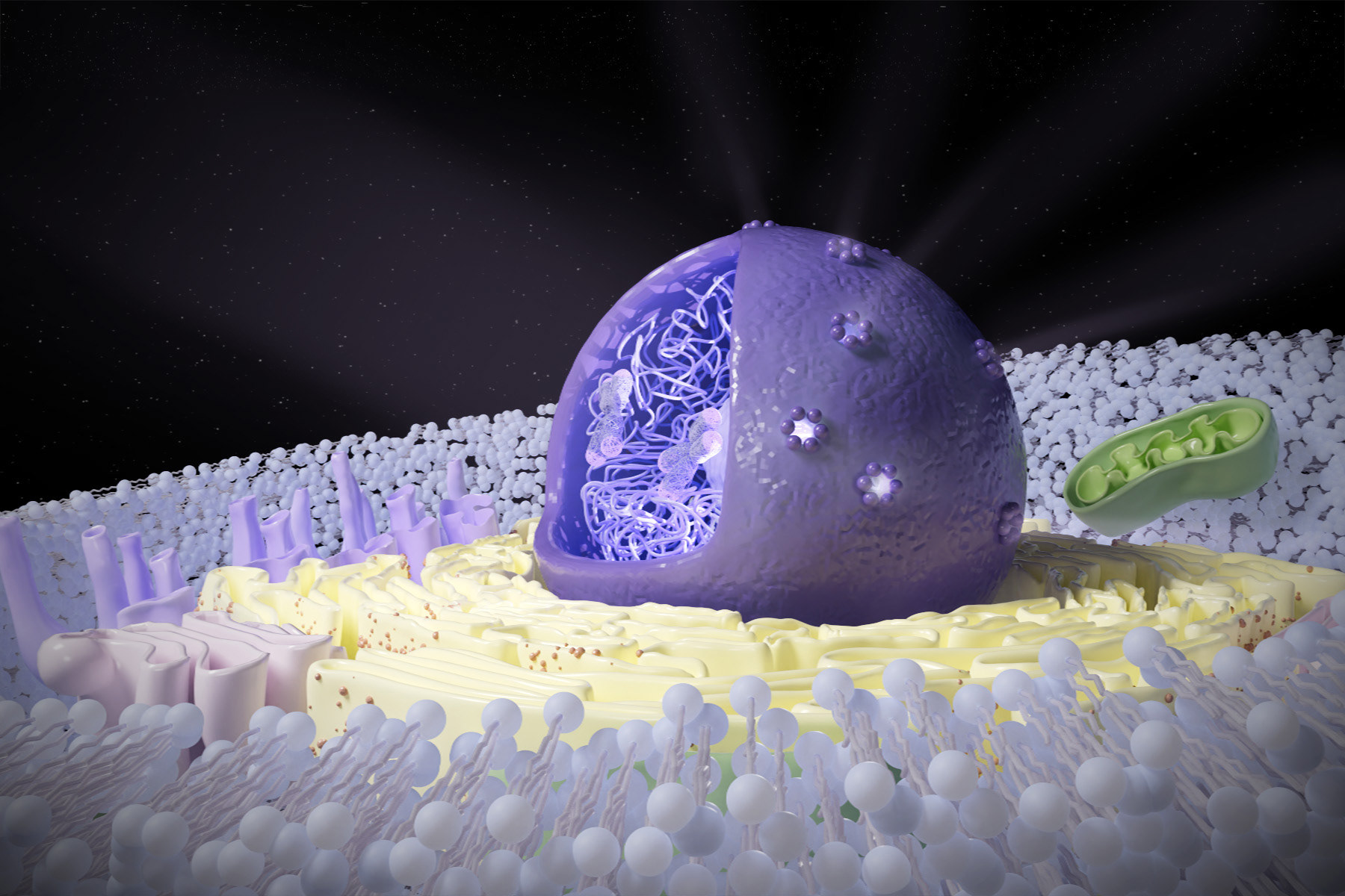 Side view of nucleus