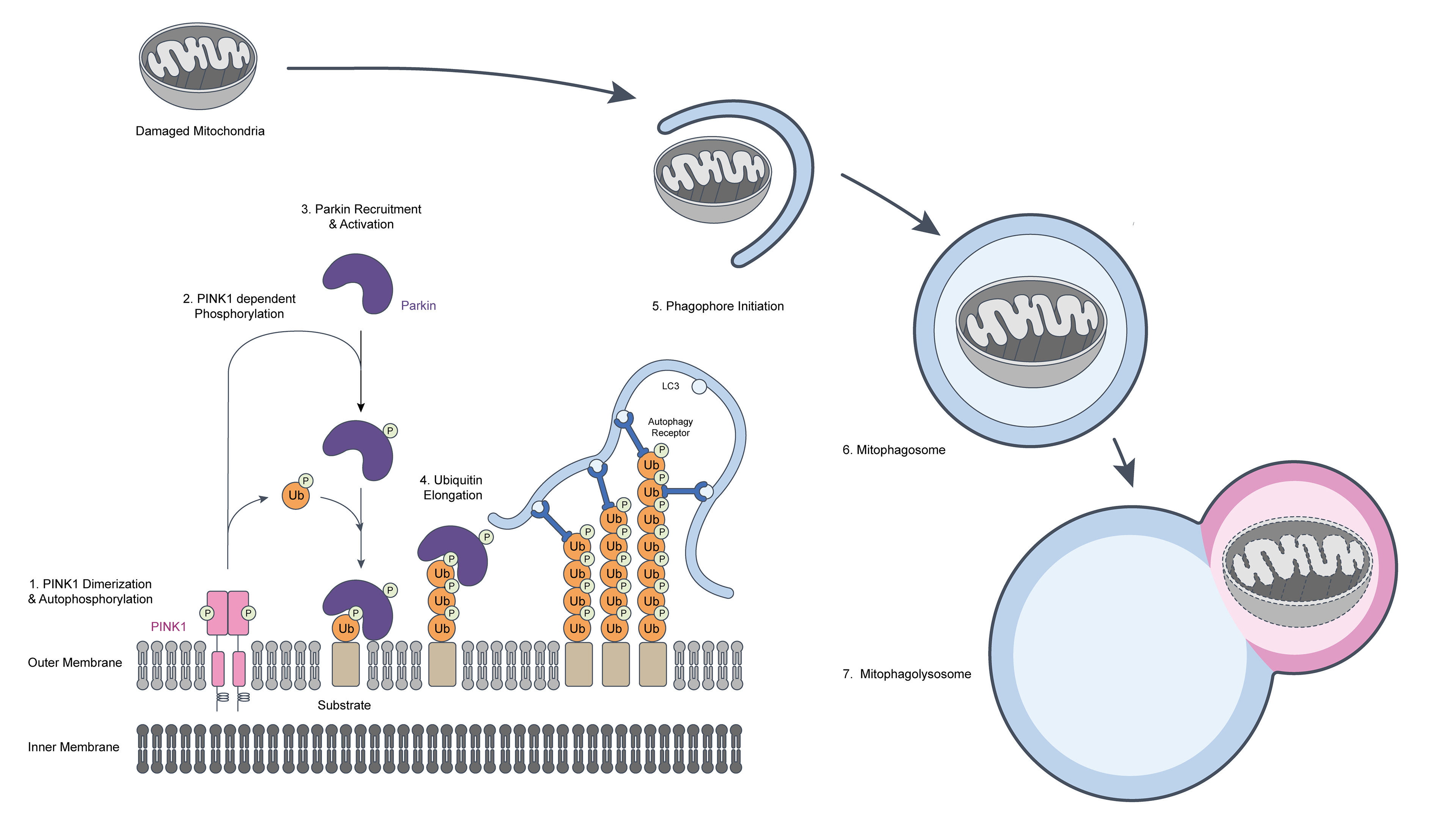 Mitophagy