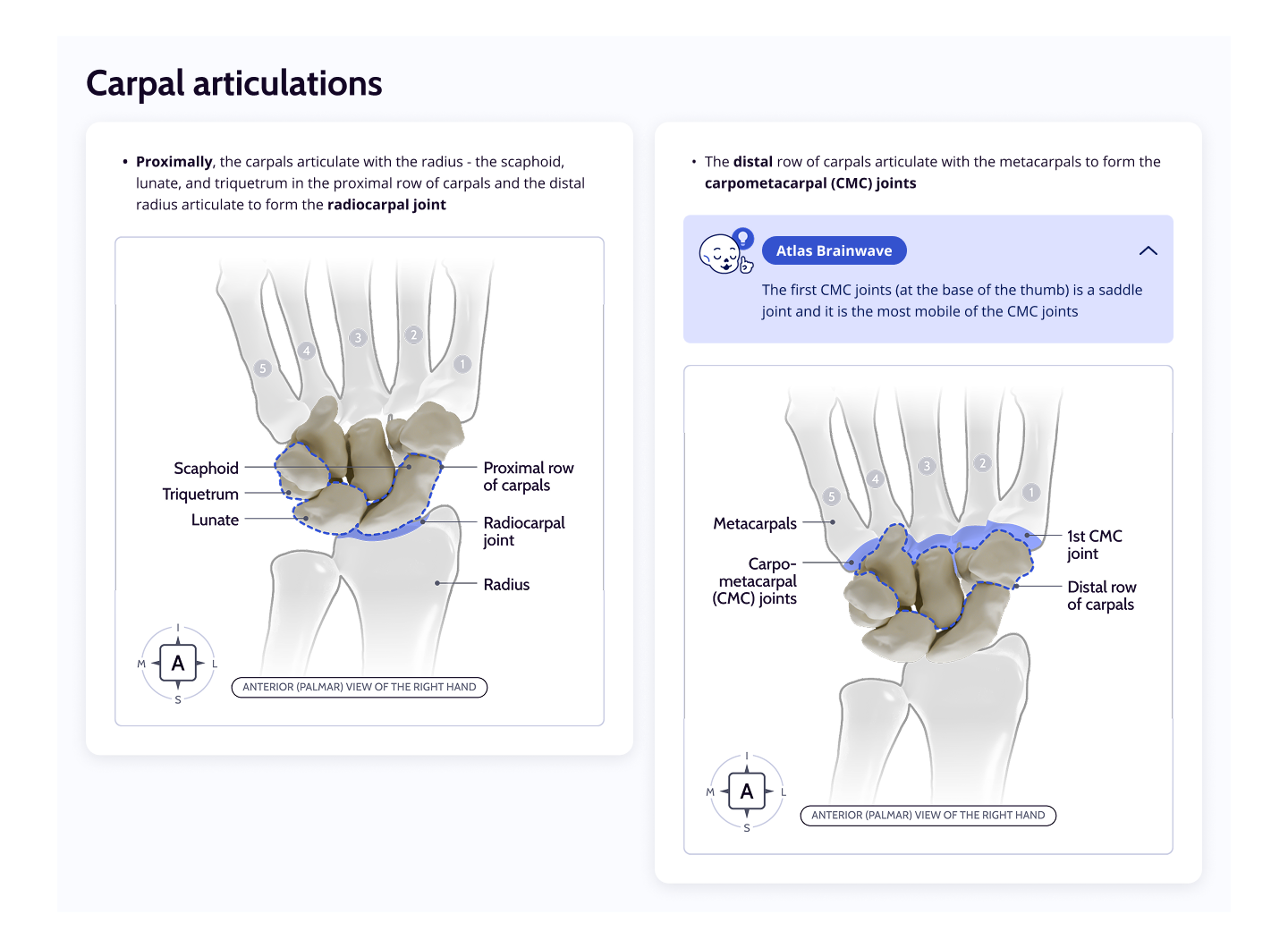 Carpal Articulations