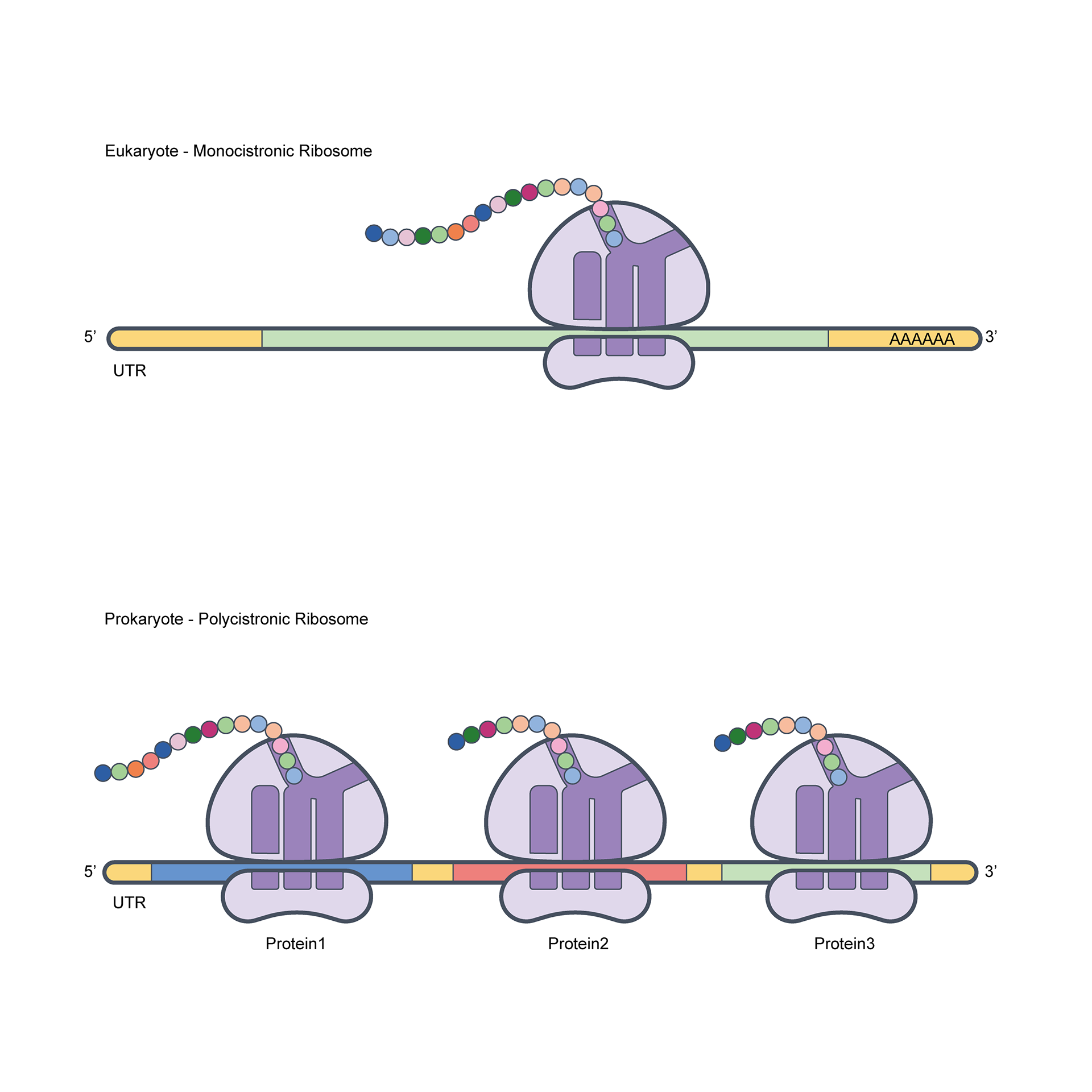 Monocistronic vs Polycistronic