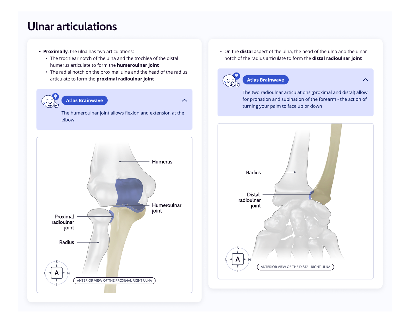 Ulnar Articulations