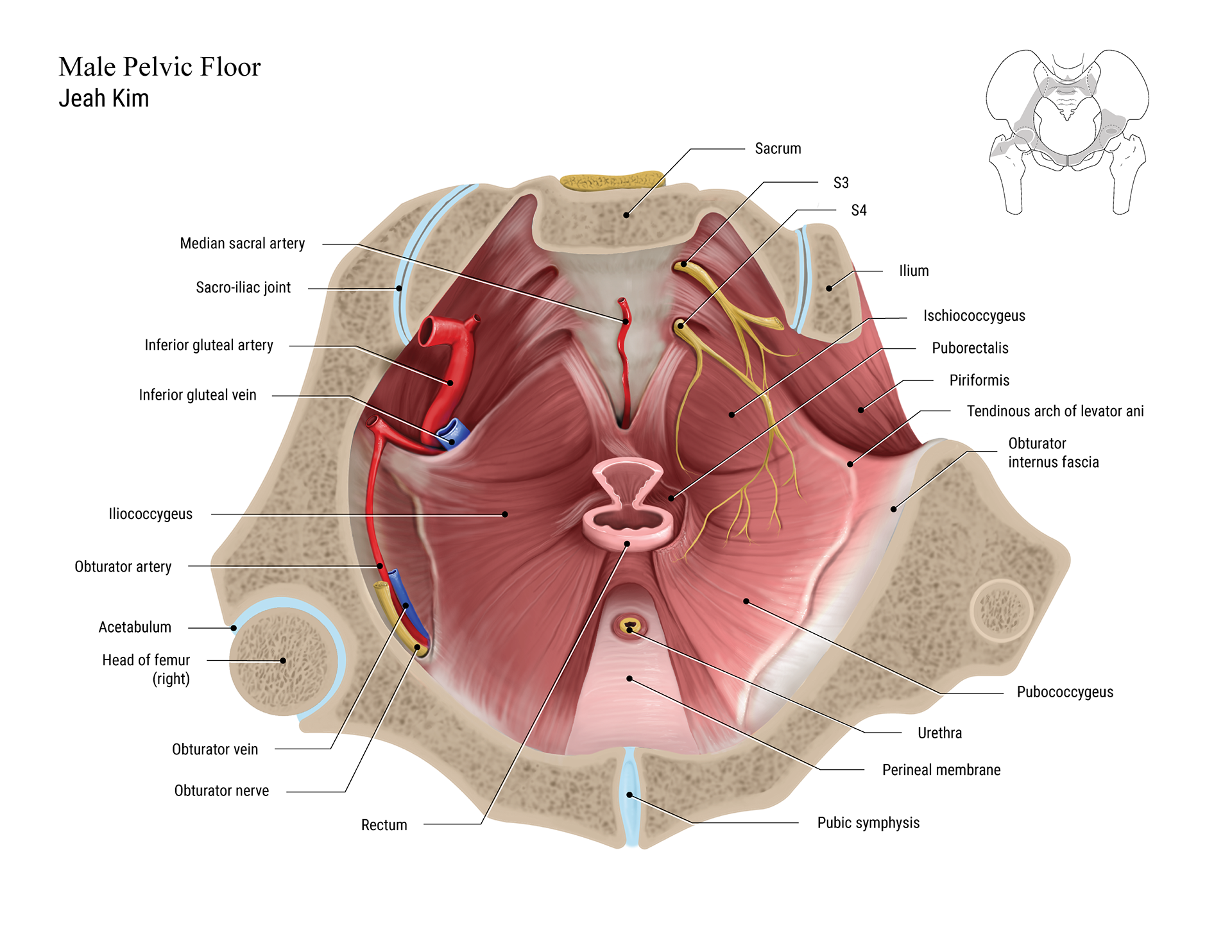 Male Pelvic Floor_Colour