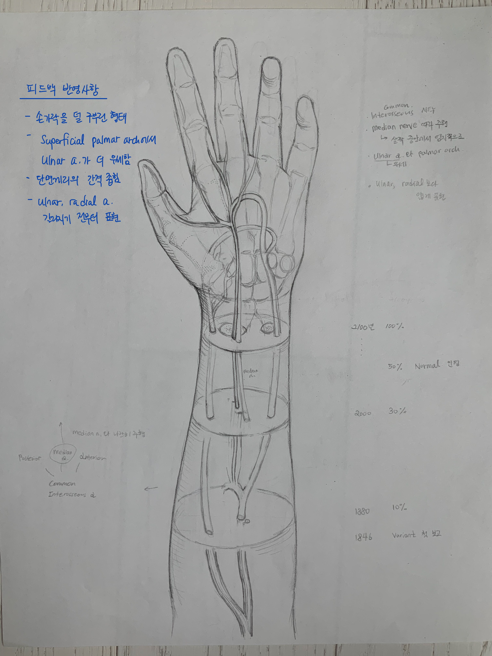 Median Artery_Sketch1