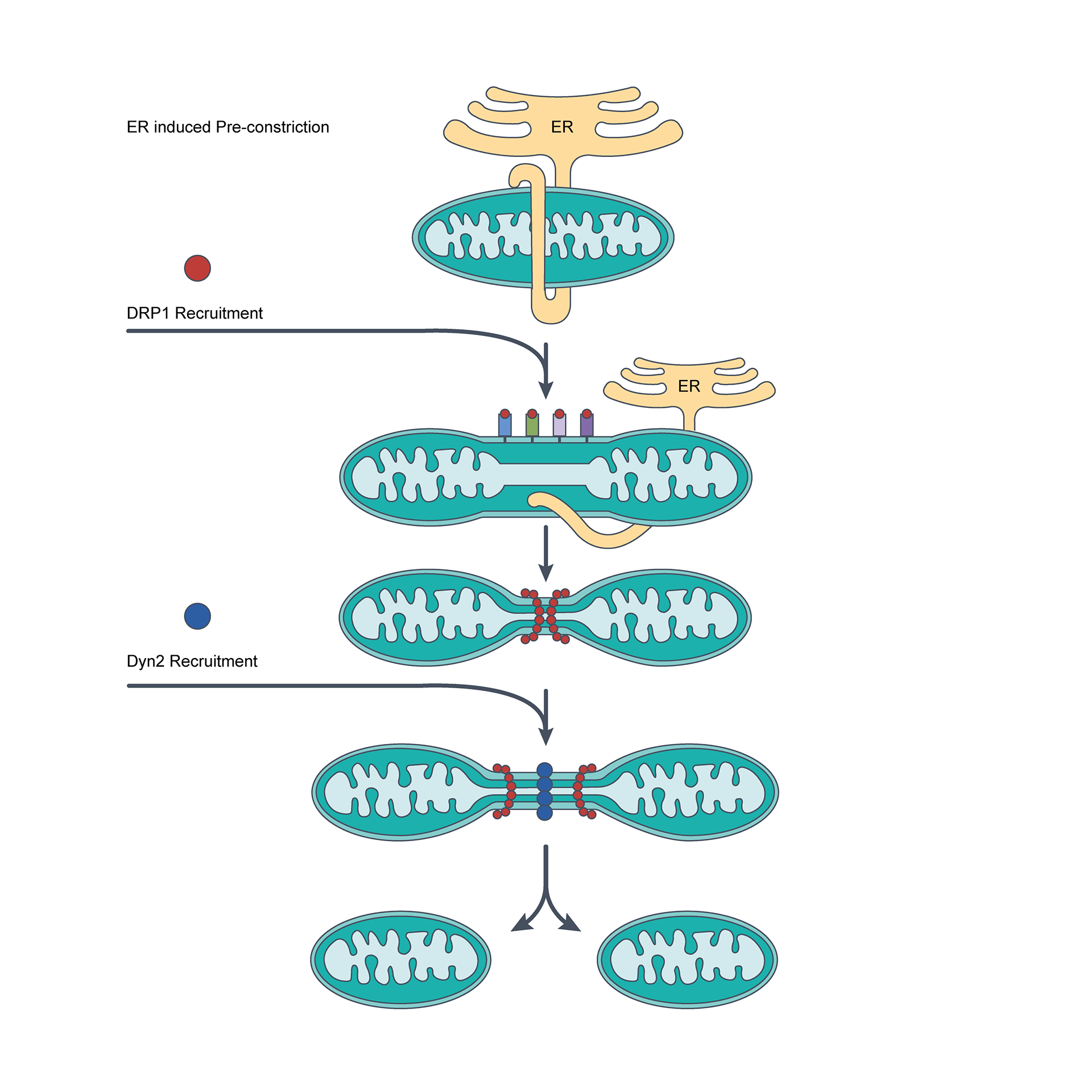 Mitochondrial Dynamics Fission