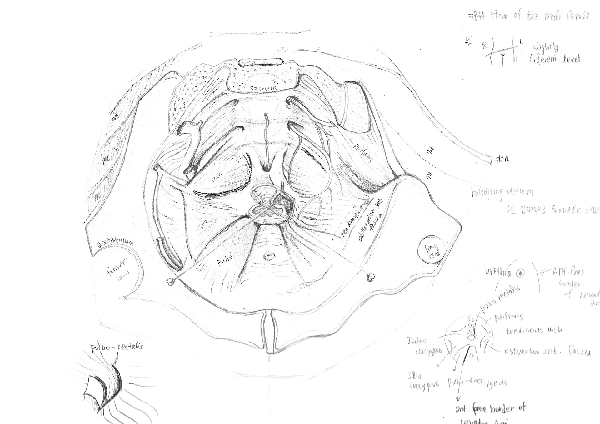 Male Pelvic Floor_Sketch 1