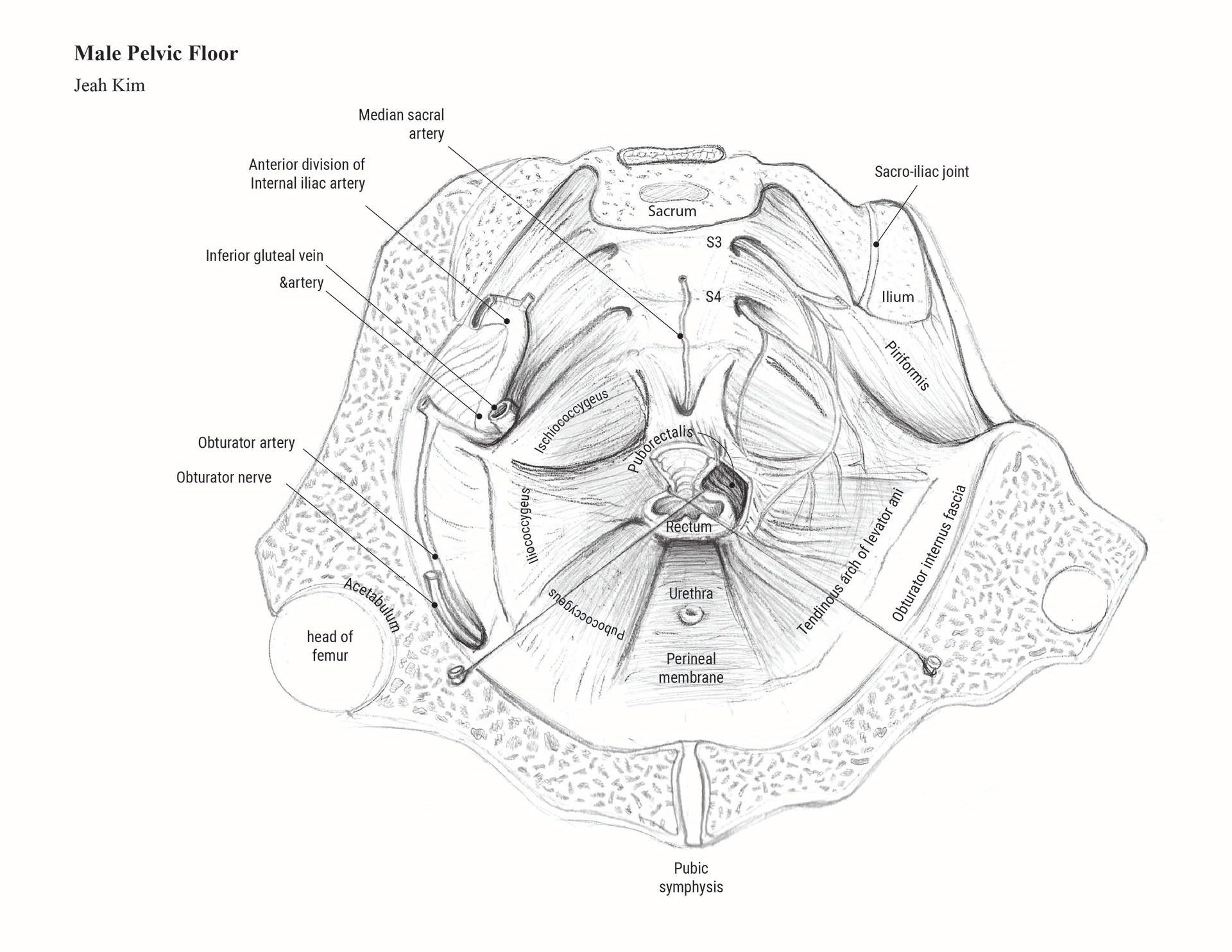 Male Pelvic Floor_Sketch 3