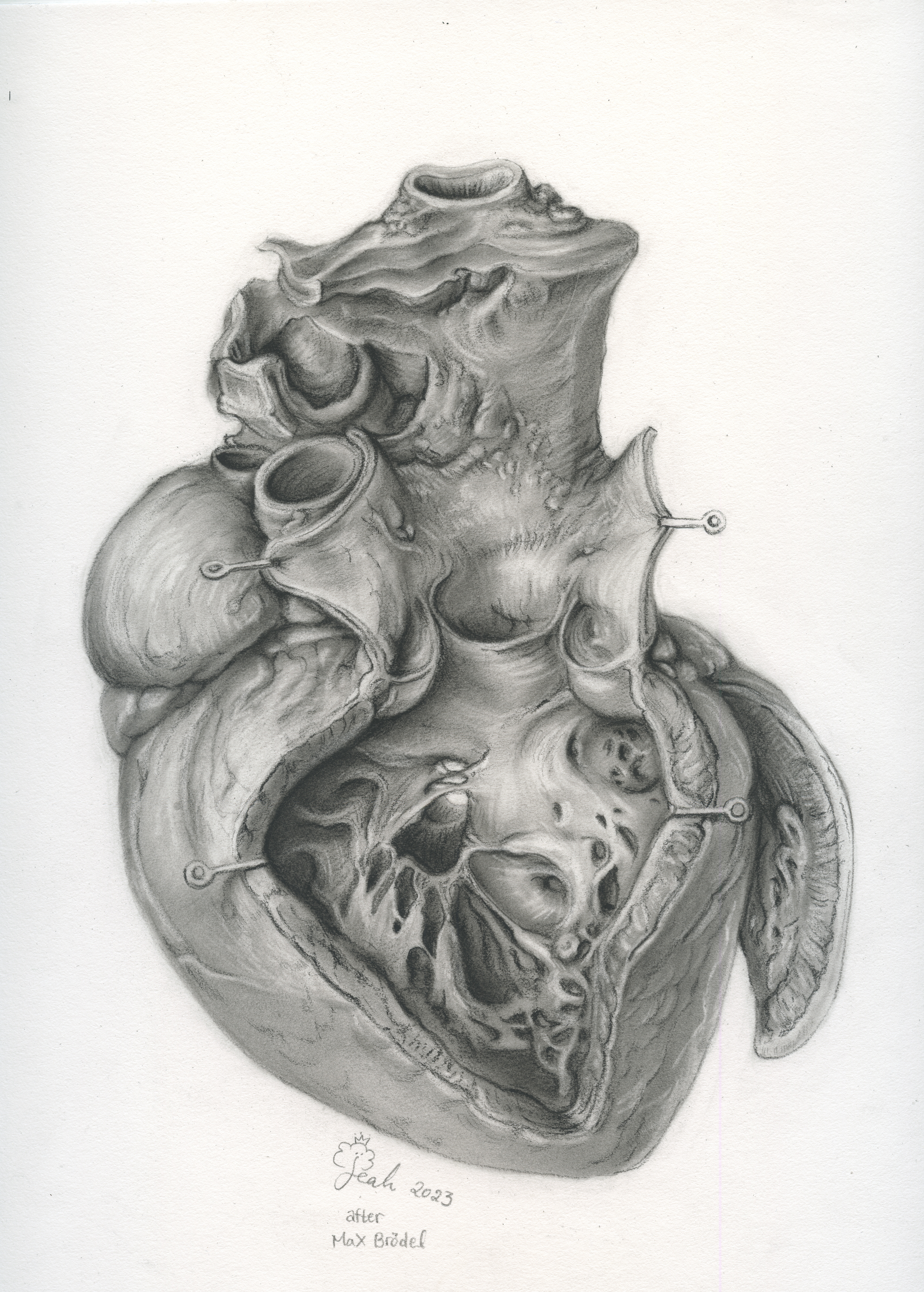 Heart after Max Brödel