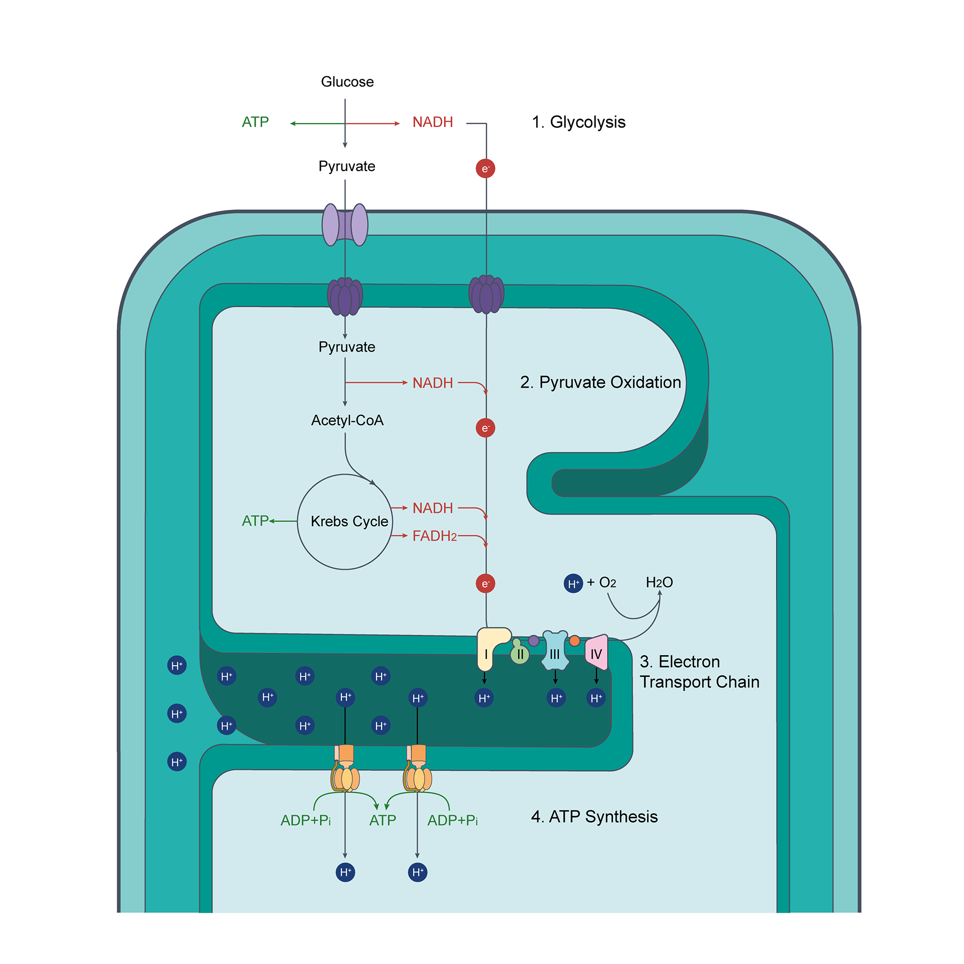 Aerobic Respiration
