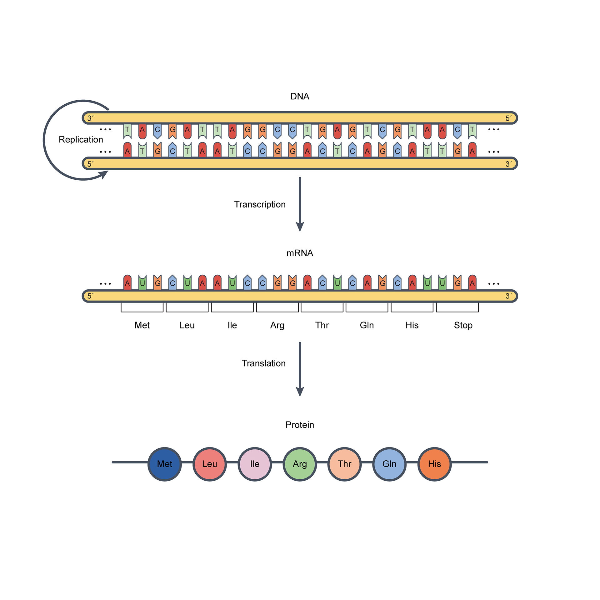 Central Dogma 002