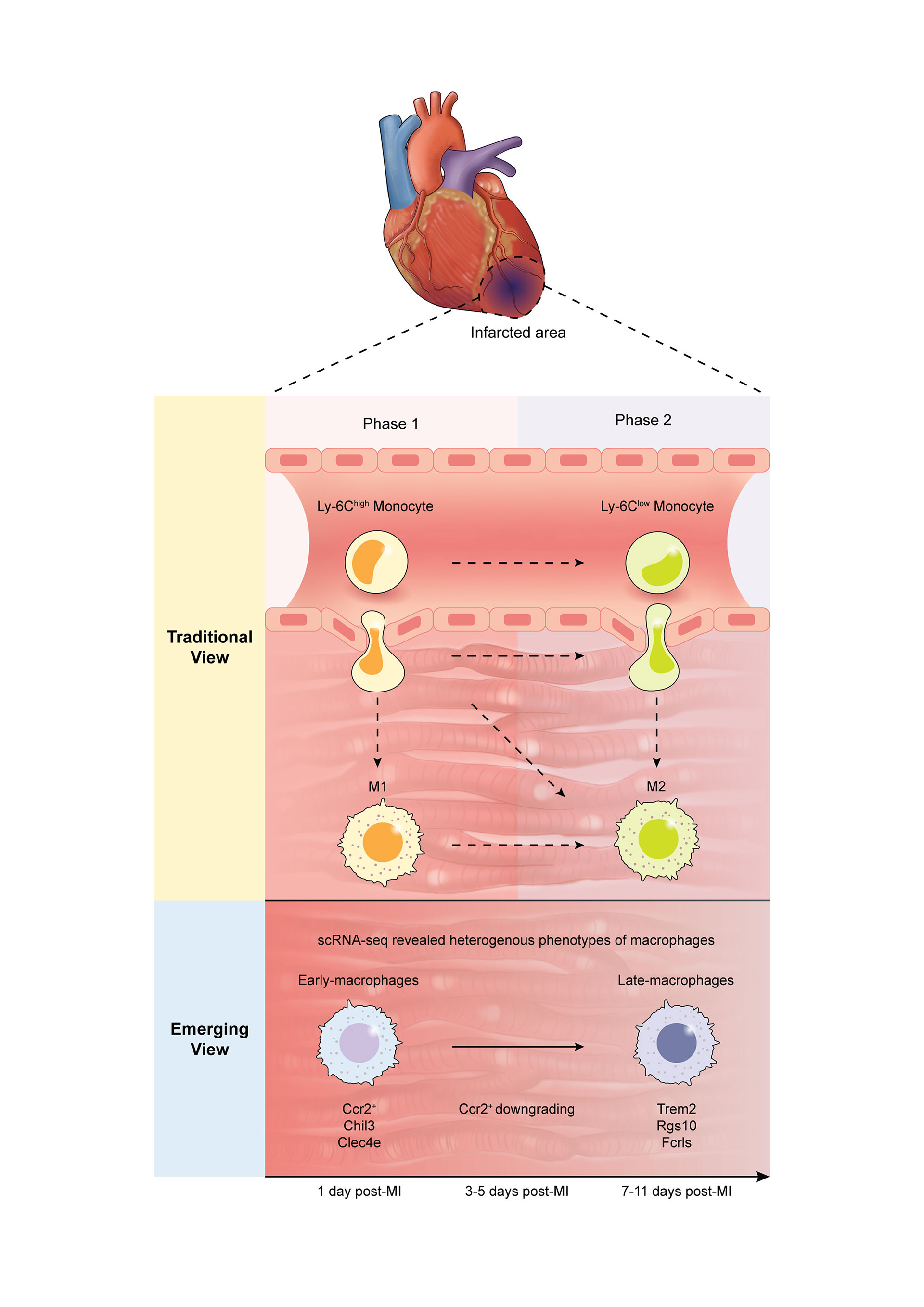 Cardiac Macrophage Illustration
