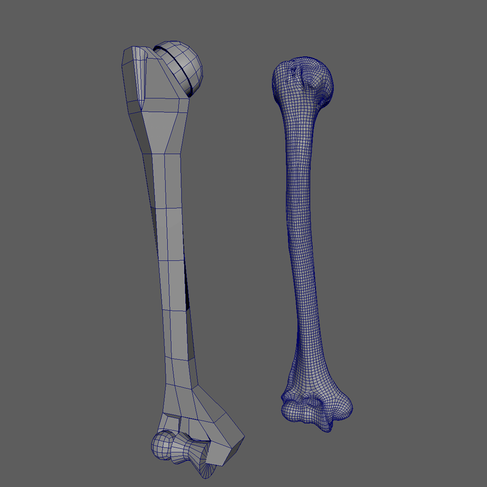 Humerus