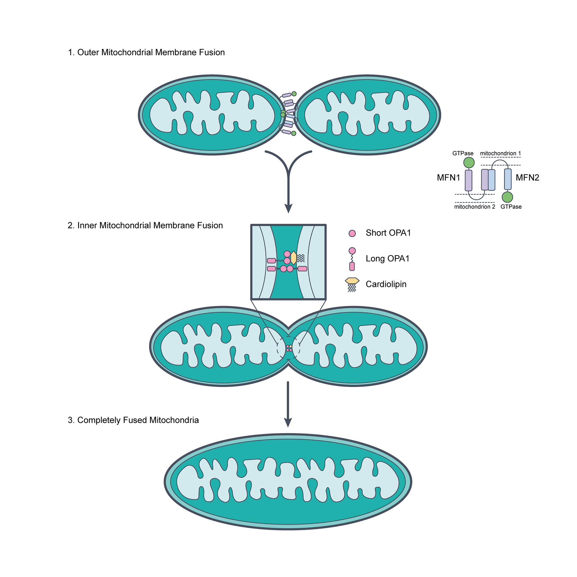 Mitochondrial Dynamics Fusion