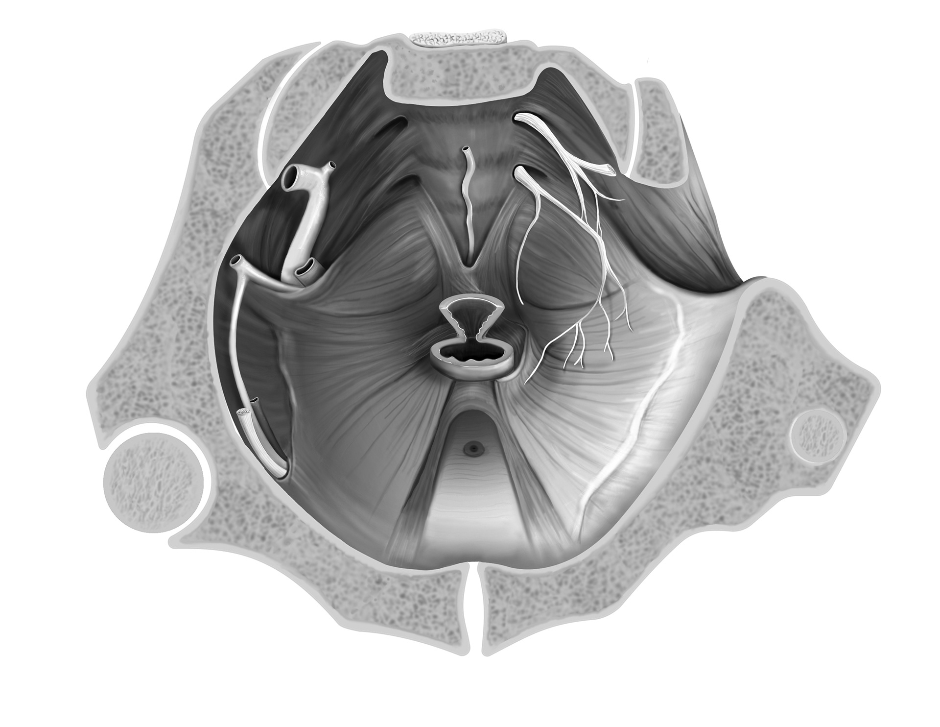 Male Pelvic Floor_Grey Scale