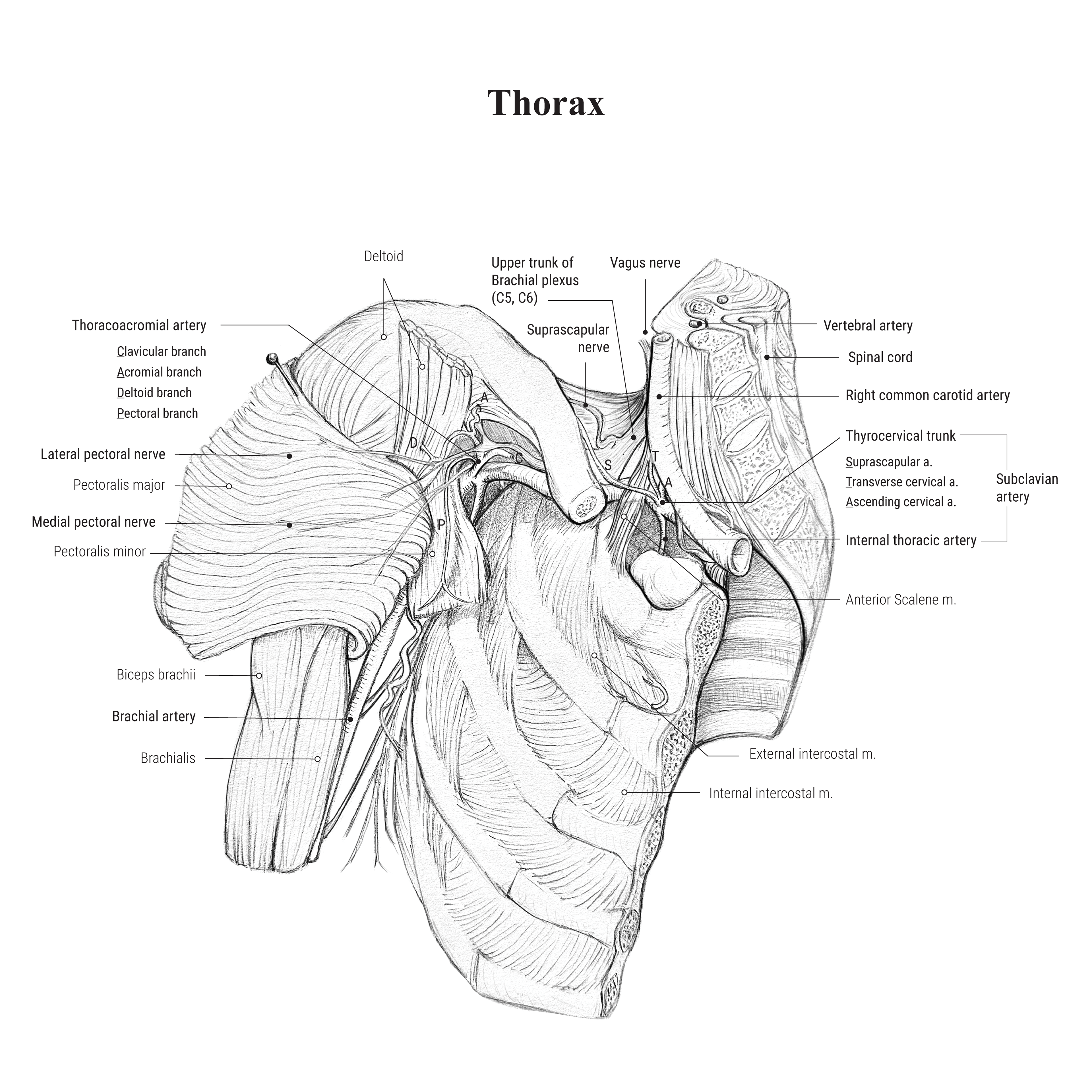 Thorax