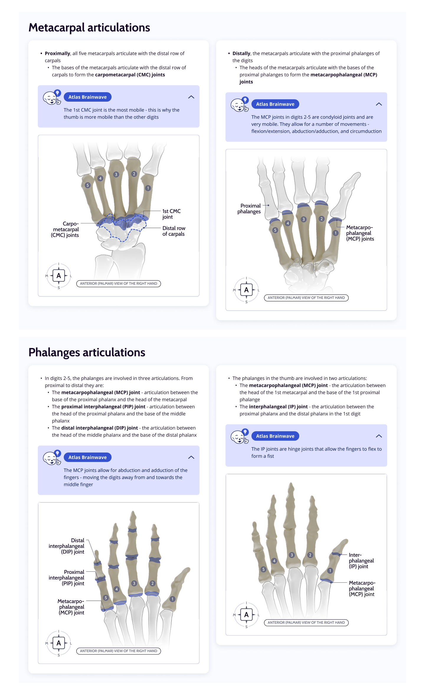Metacarpal and Phalanges