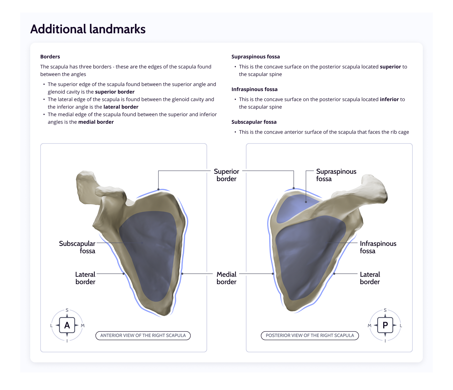 Scapula Landmarks
