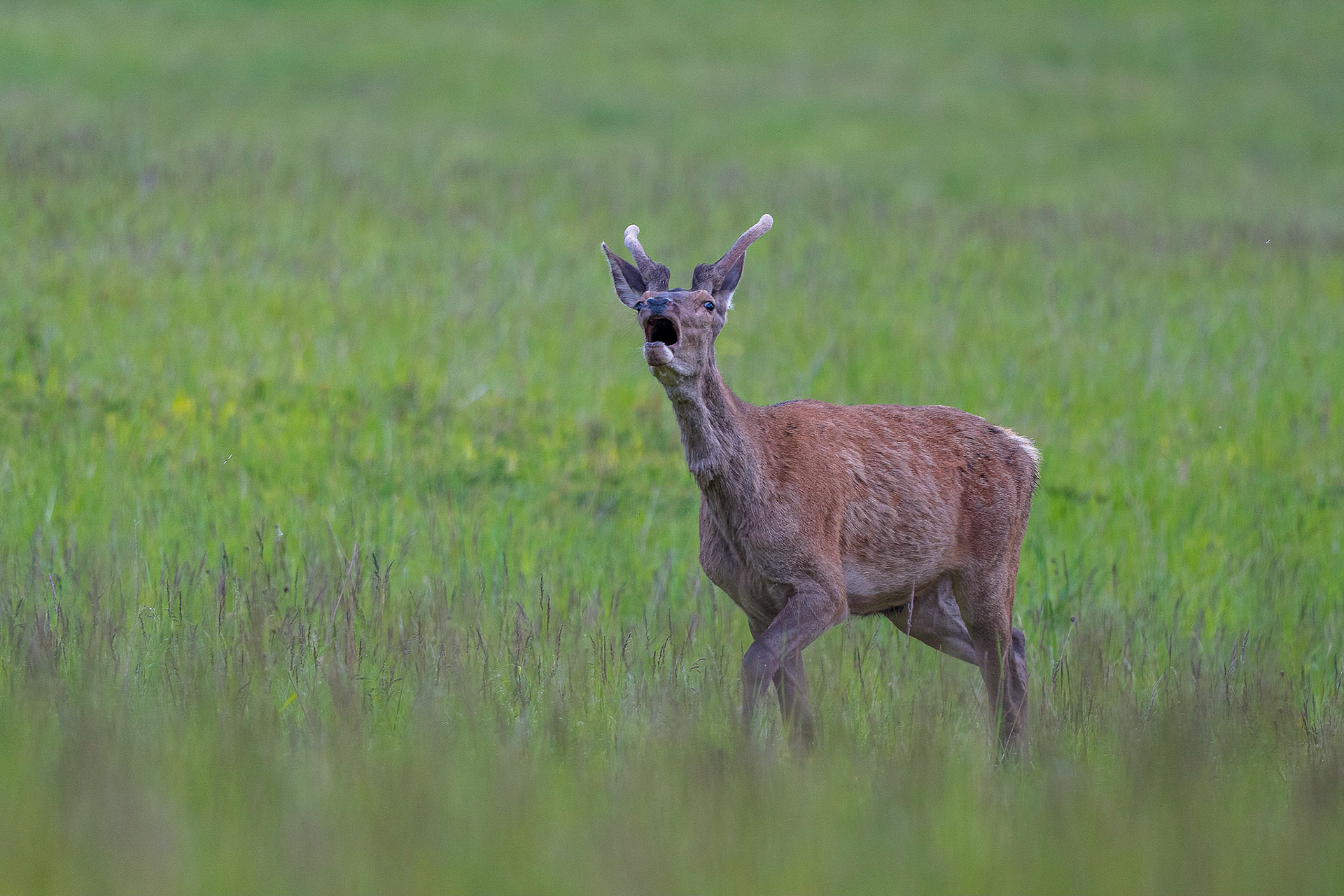 Cerf Elaphe