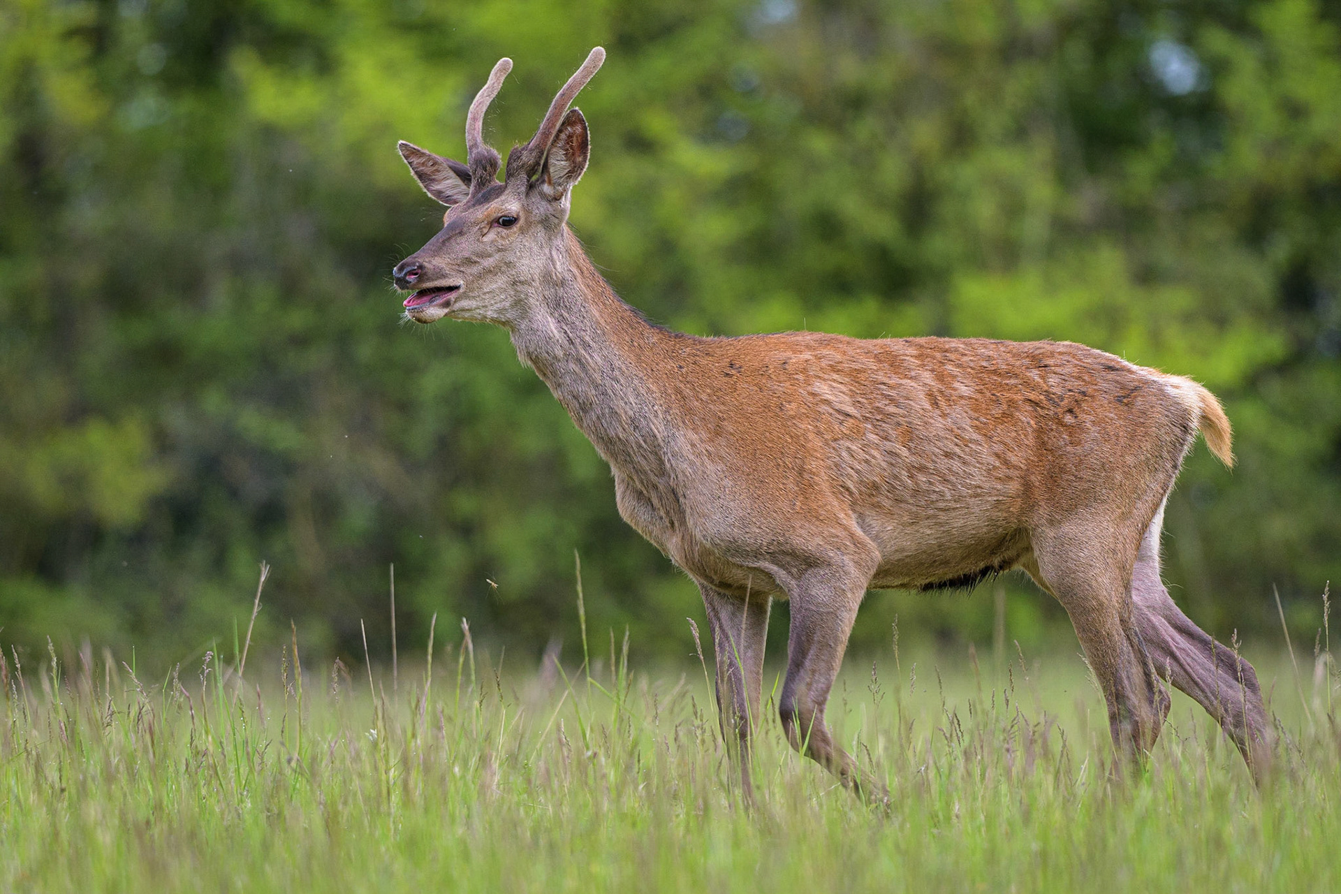 Cerf Elaphe
