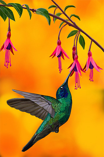 Hummingbird Love