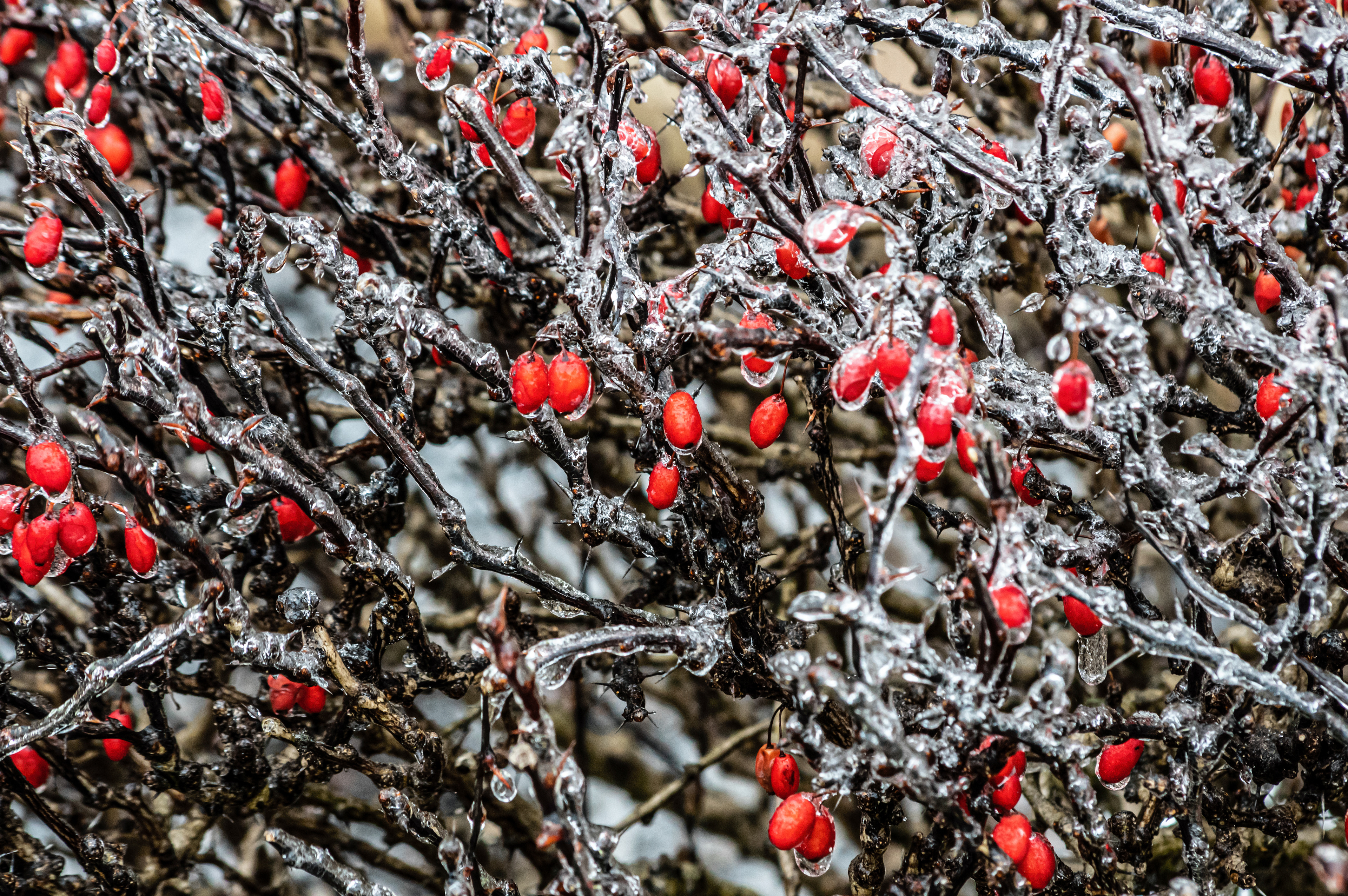 Frozen Berries