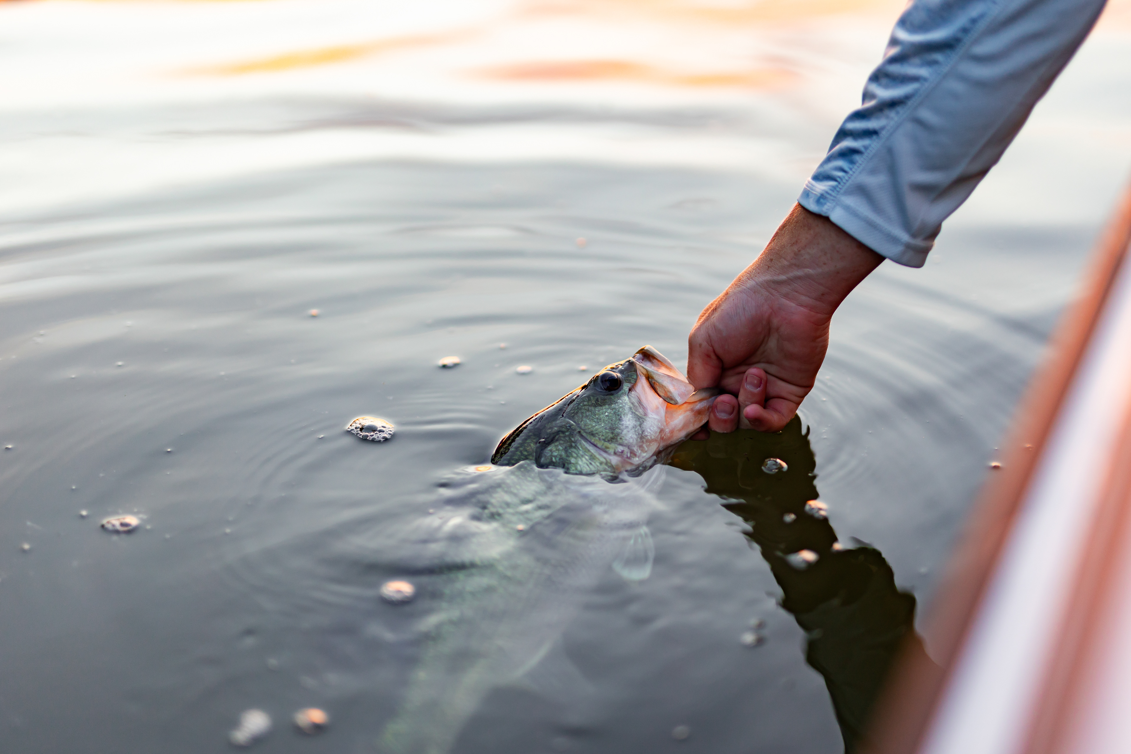 a tight shot of the arm of a realtree fishing shirt with the hand releasing a bass into the water