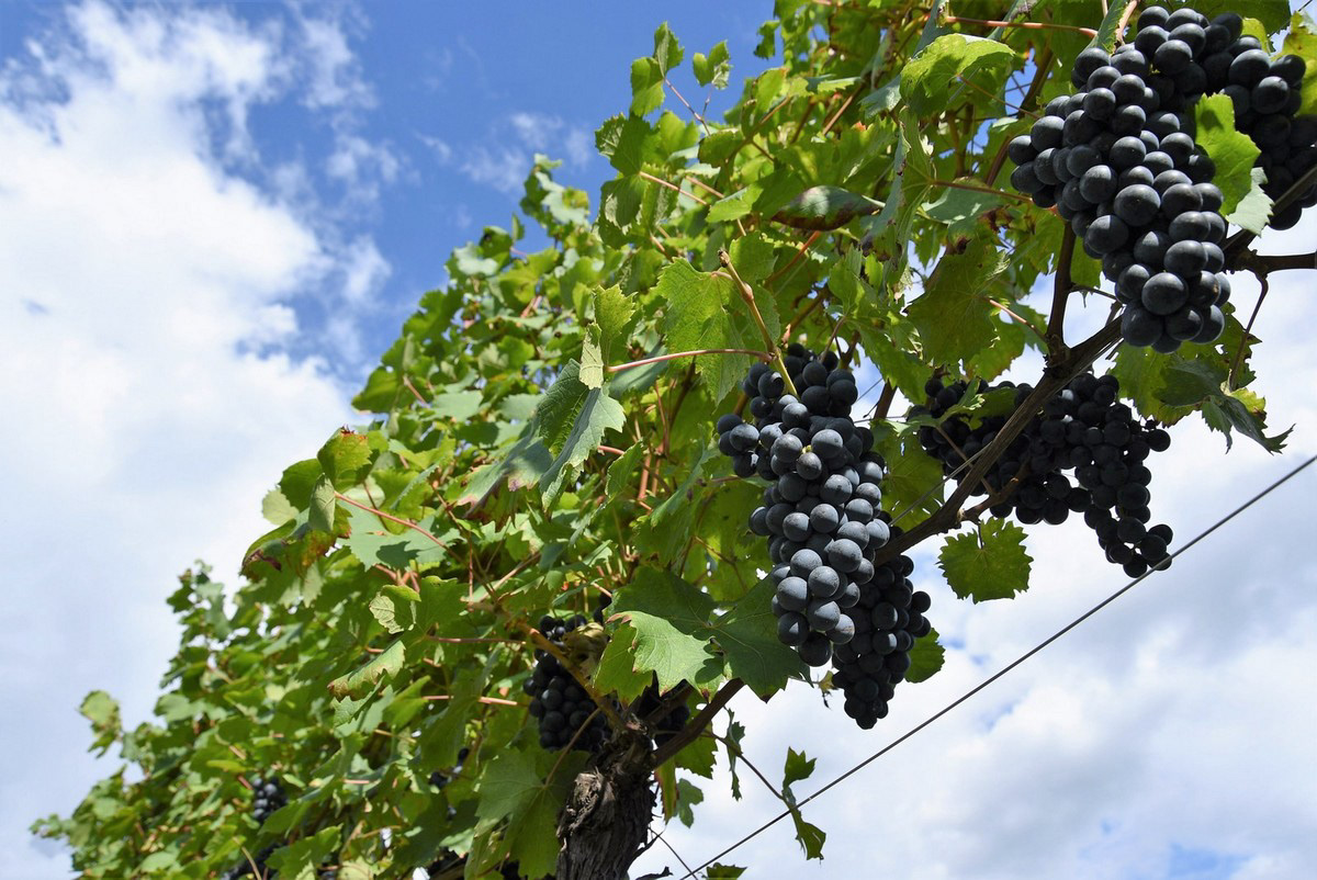 Azienda Agricola Di Gaspero, Faedis