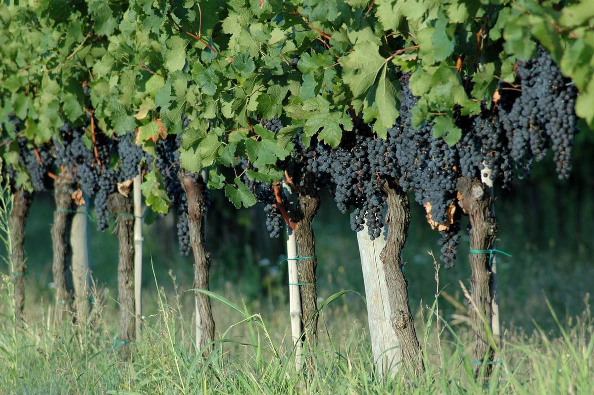 Vigne sul Collio friulano