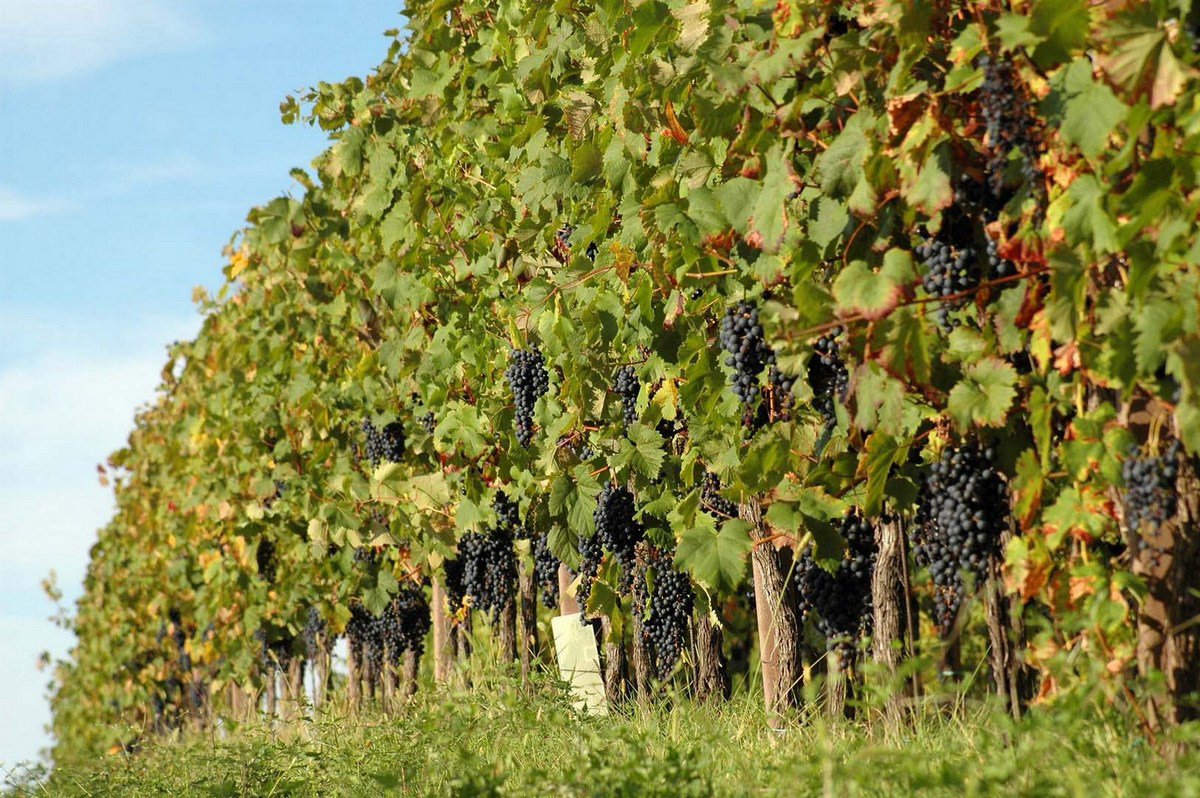 Vigne sul Collio friulano
