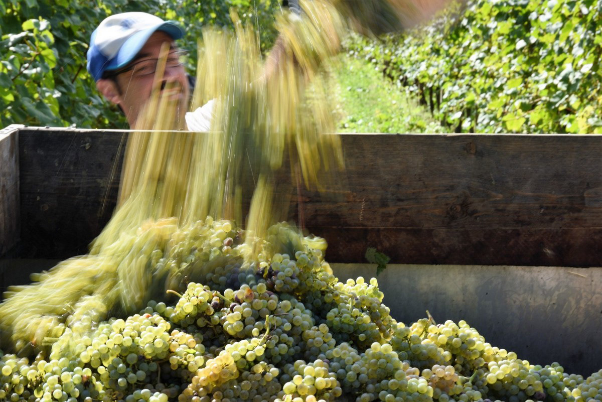 Azienda Agricola Di Gaspero, Faedis