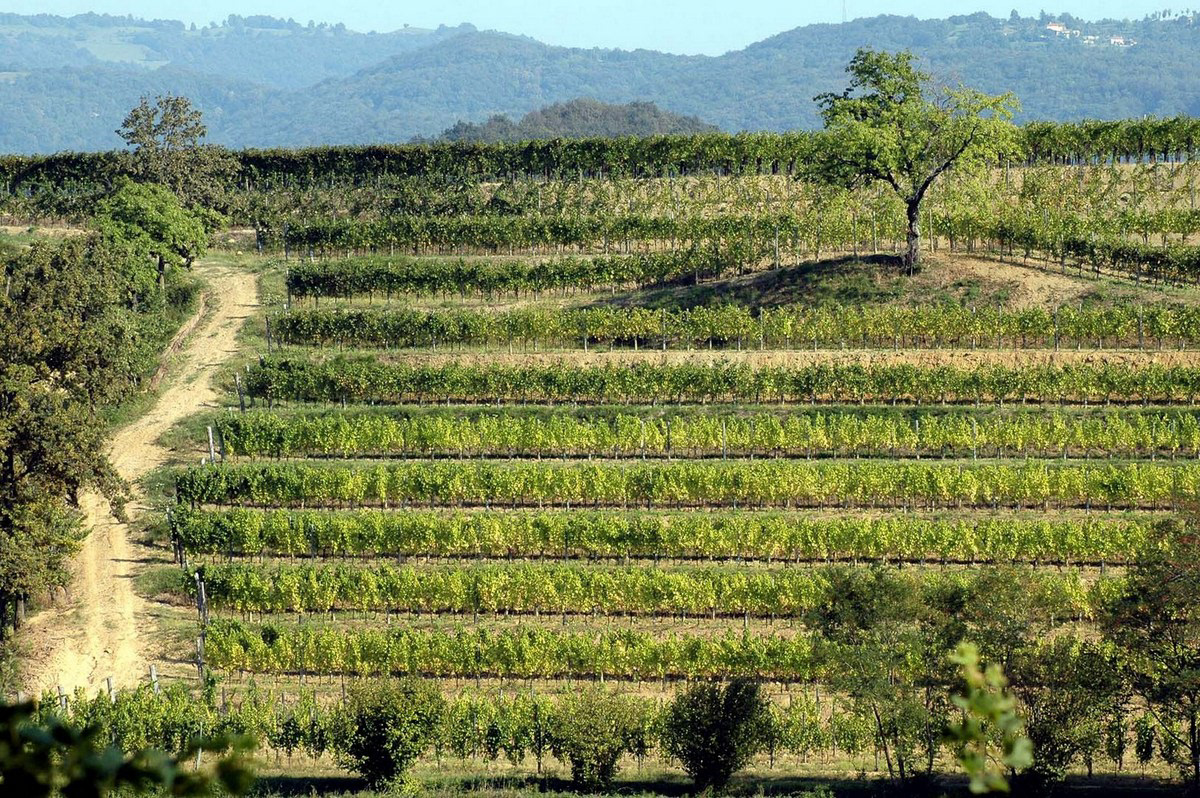 Azienda agricola Stroppolatini, Gagliano di Cividale
