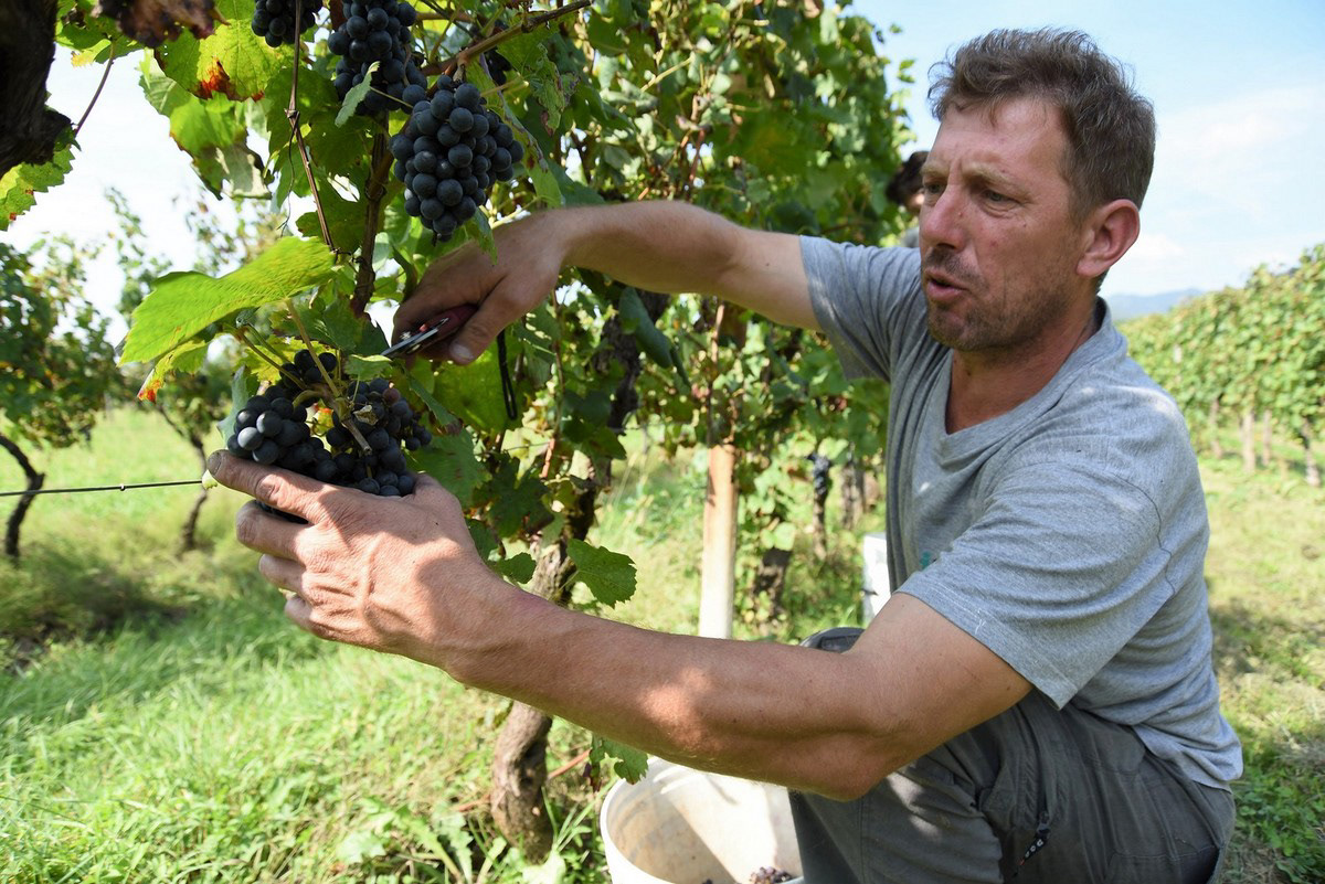Azienda Agricola Di Gaspero, Faedis