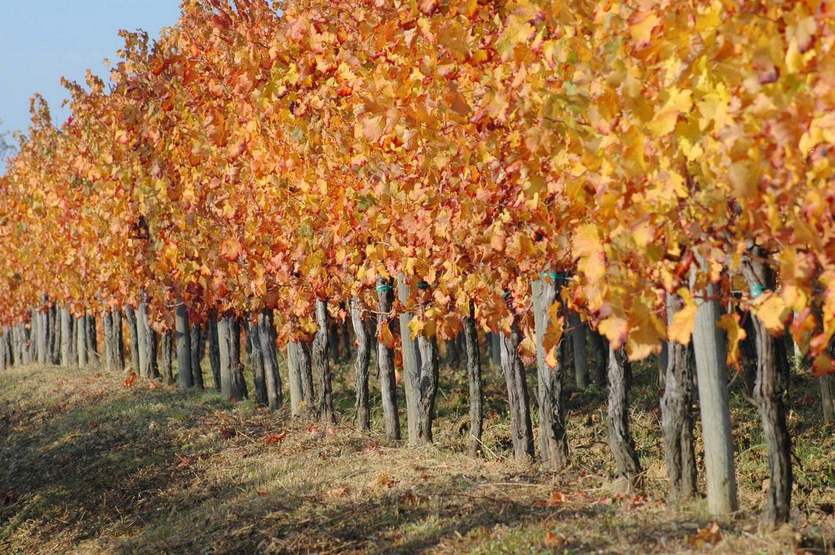 Vigne sul Collio friulano