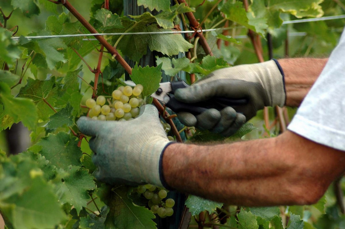 Azienda agricola Stroppolatini, Gagliano di Cividale