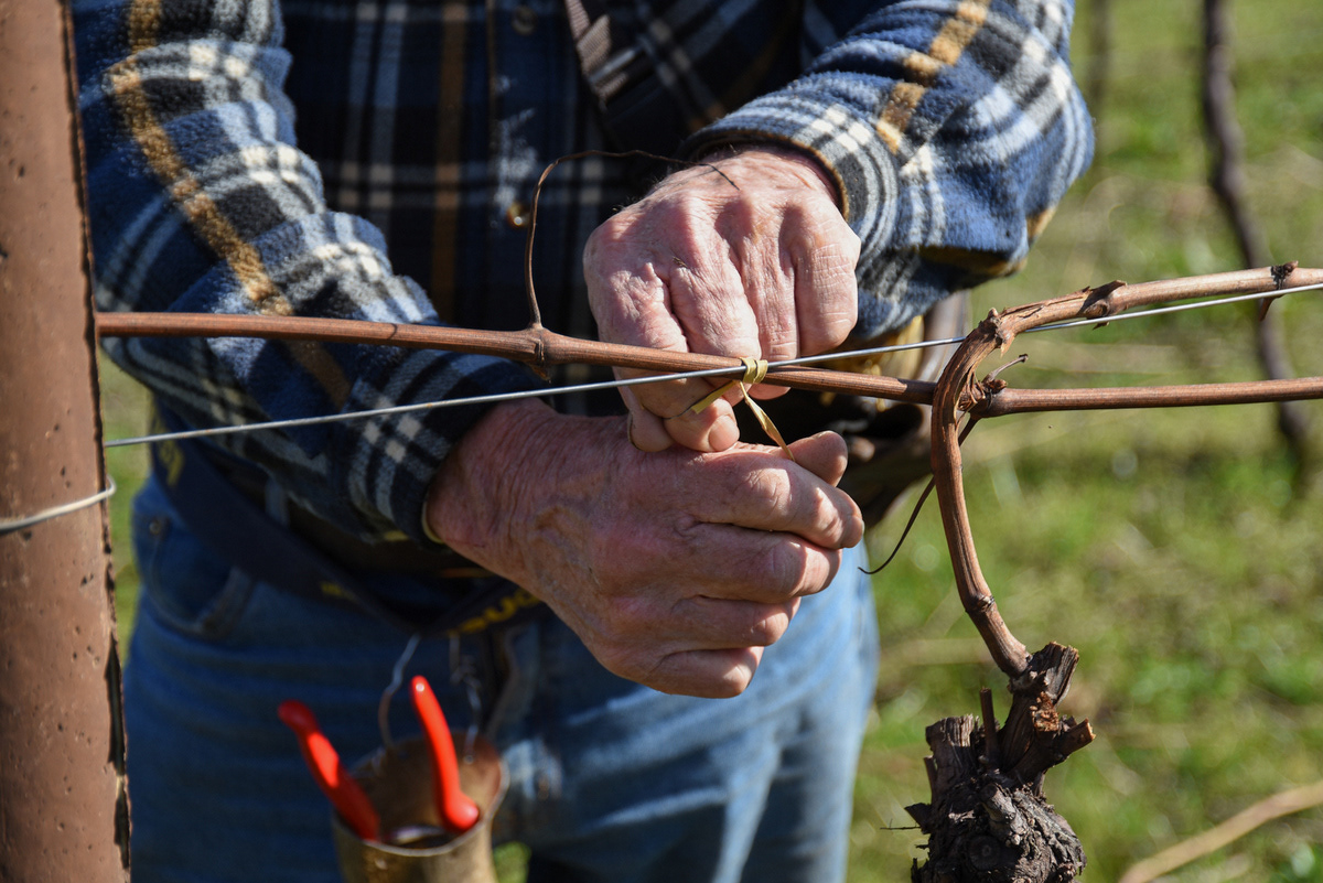 Azienda Agricola Di Gaspero, Faedis