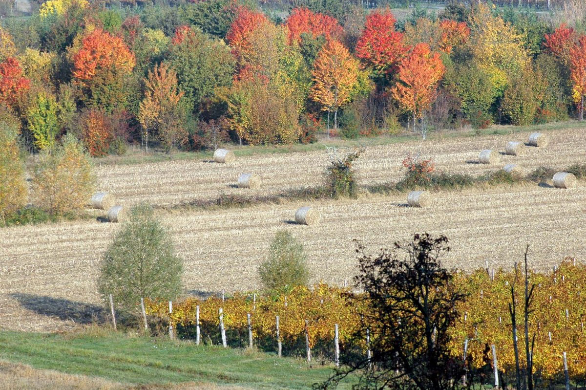 Paesaggio Collio friulano