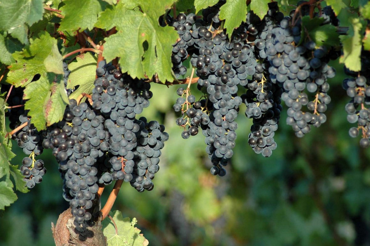 Vigne sul Collio friulano