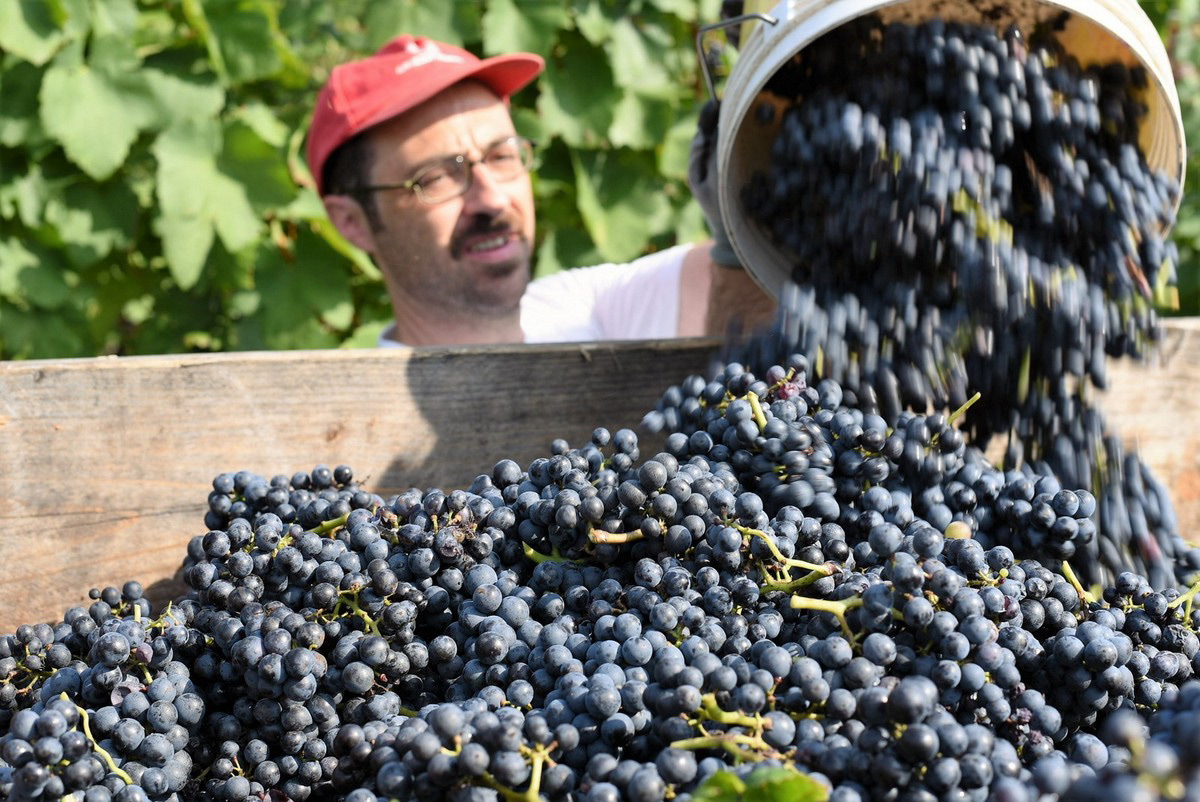 Azienda Agricola Di Gaspero, Faedis