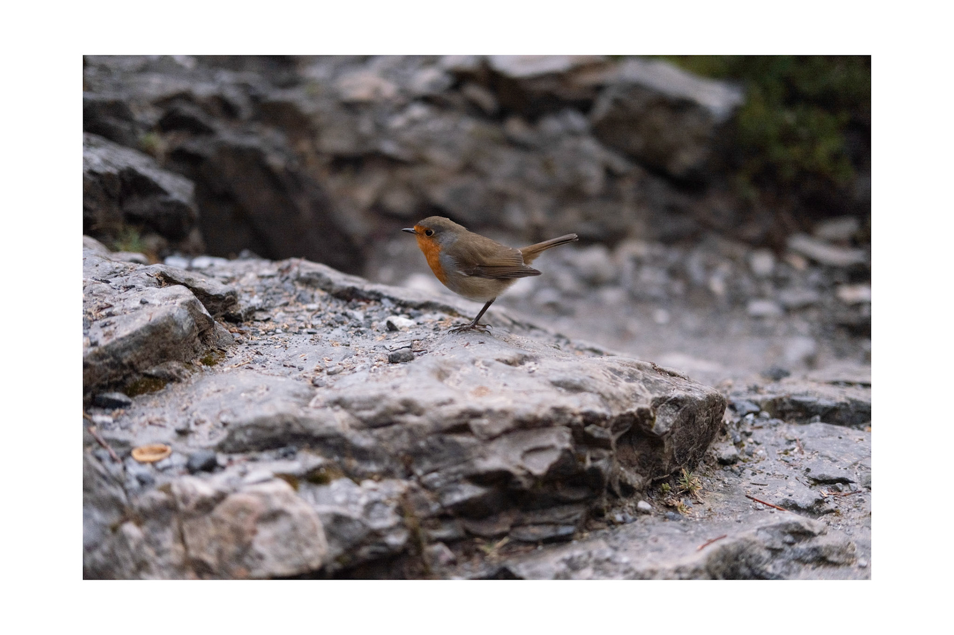 Untitled , Mt Olympus 2025