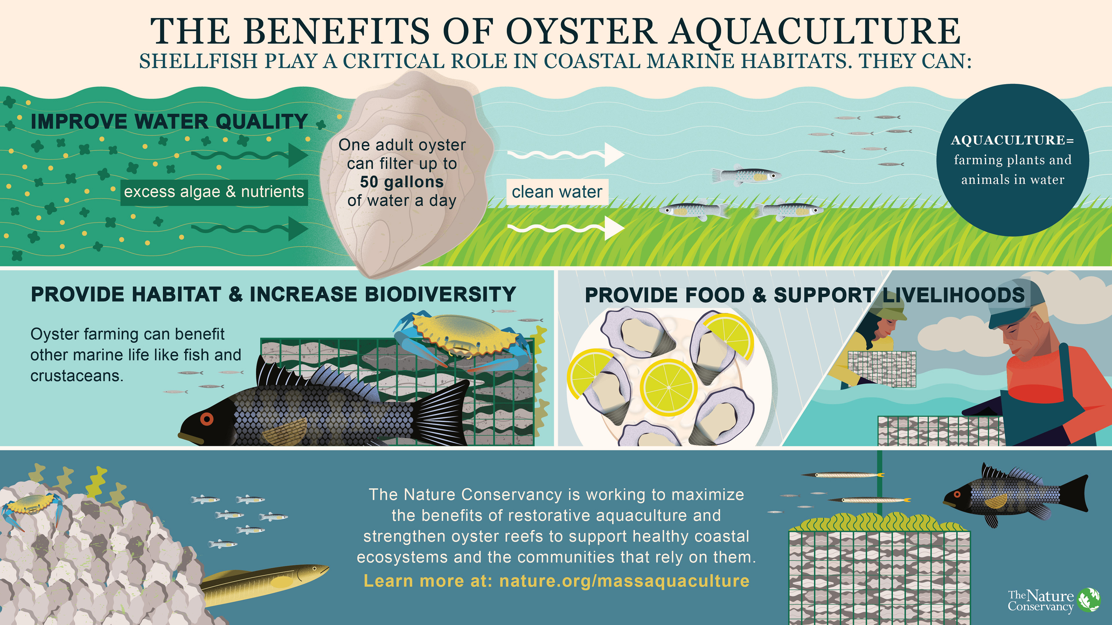Jamy Silver TNC Restorative Aquaculture infographic