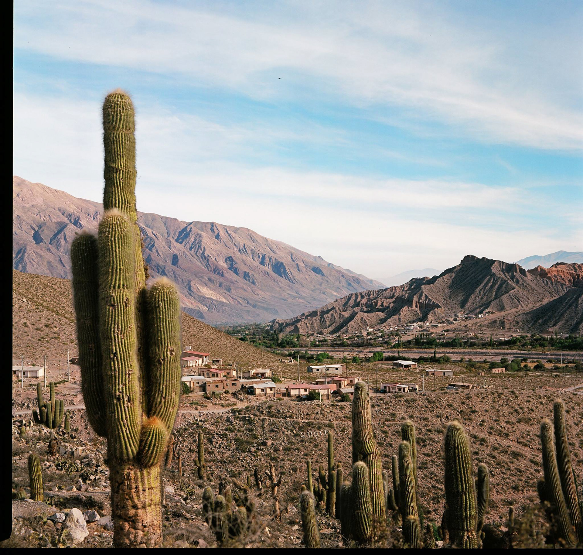 Saguaro Argentina