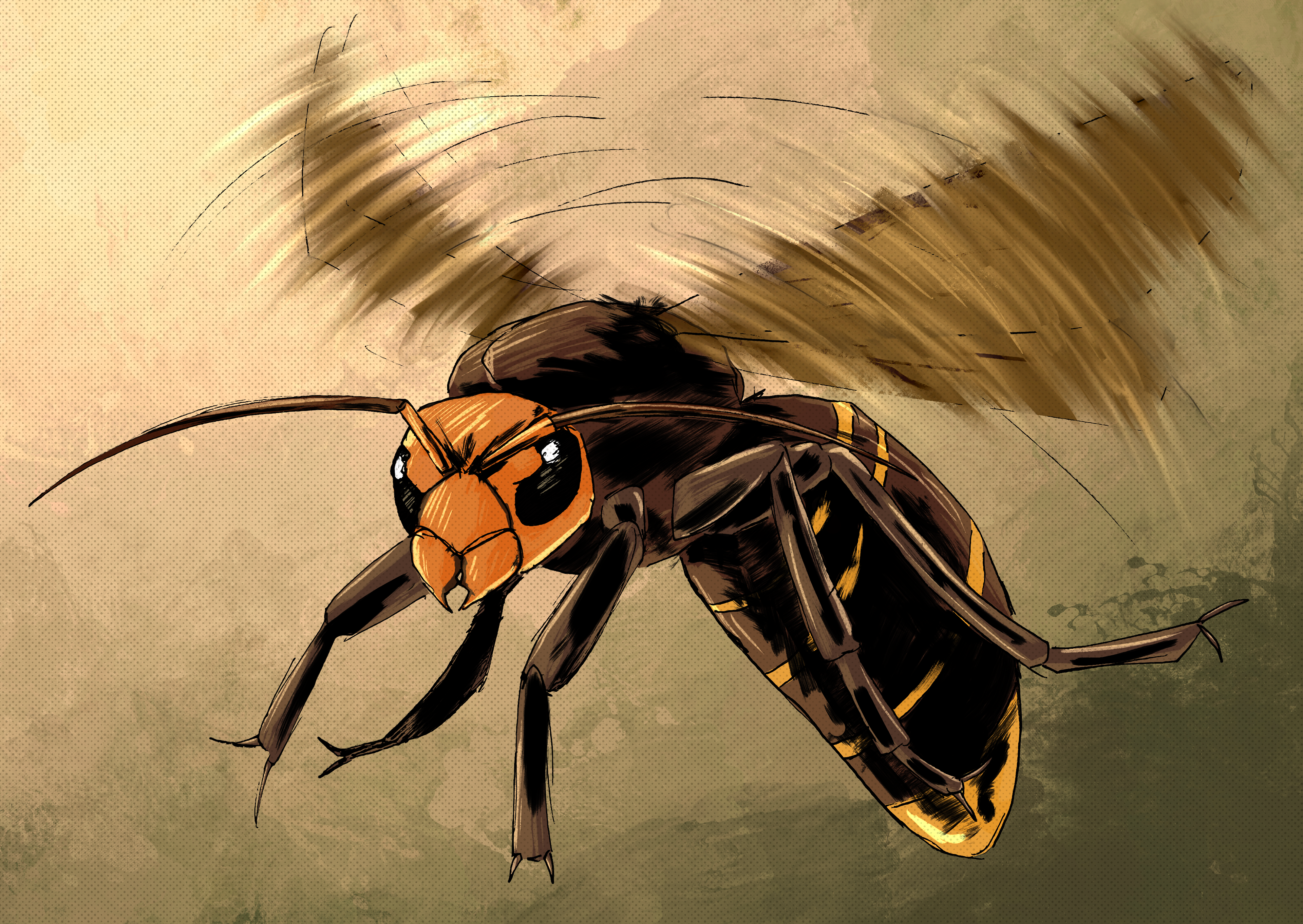 Asian giant hornet - a gift